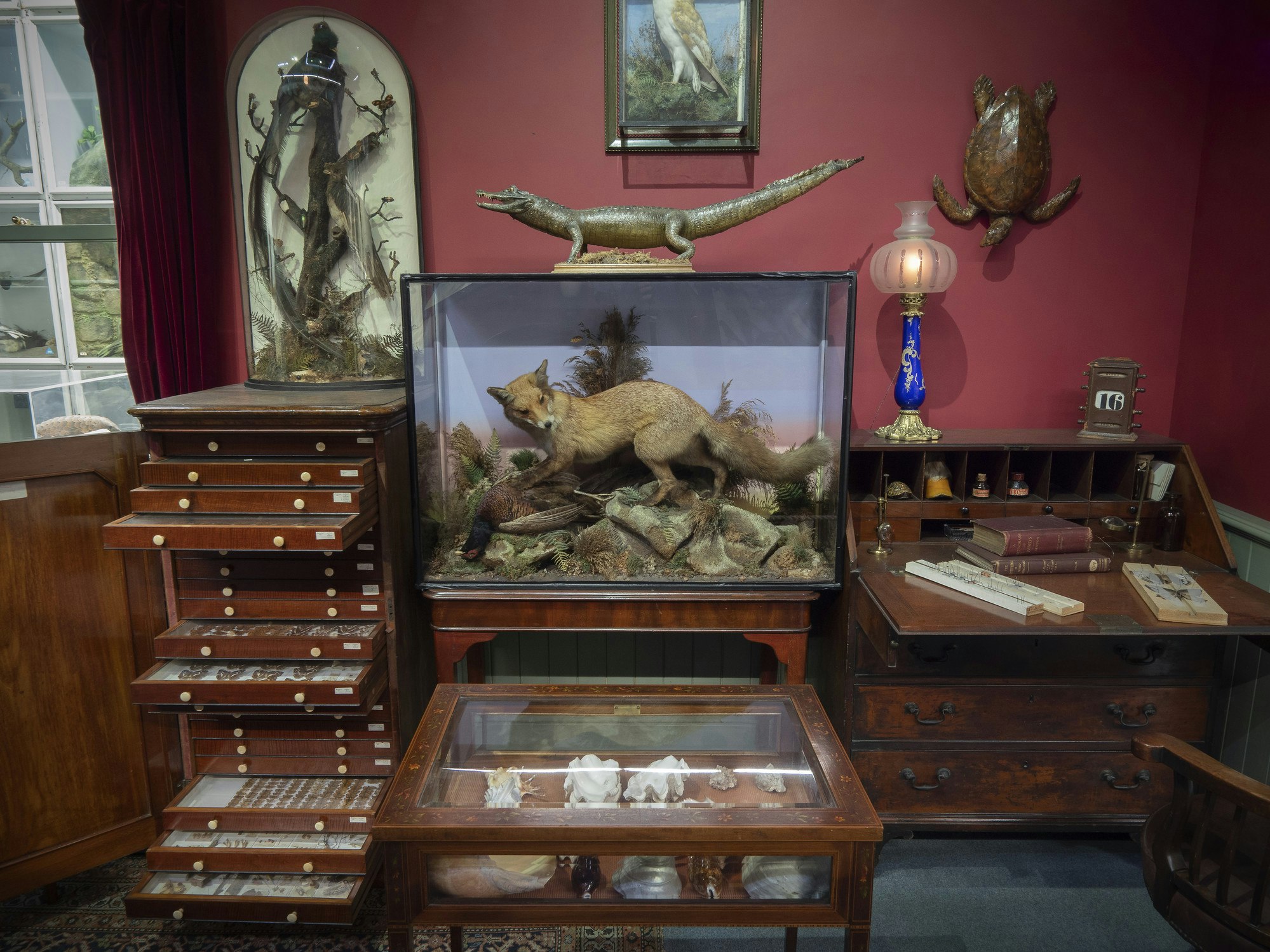 Inside a quirky museum; mahogany cabinets are arranged to view the preserved animal specimens inside, the largest of which contains a taxidermic fox. The walls are painted a rich claret colour.