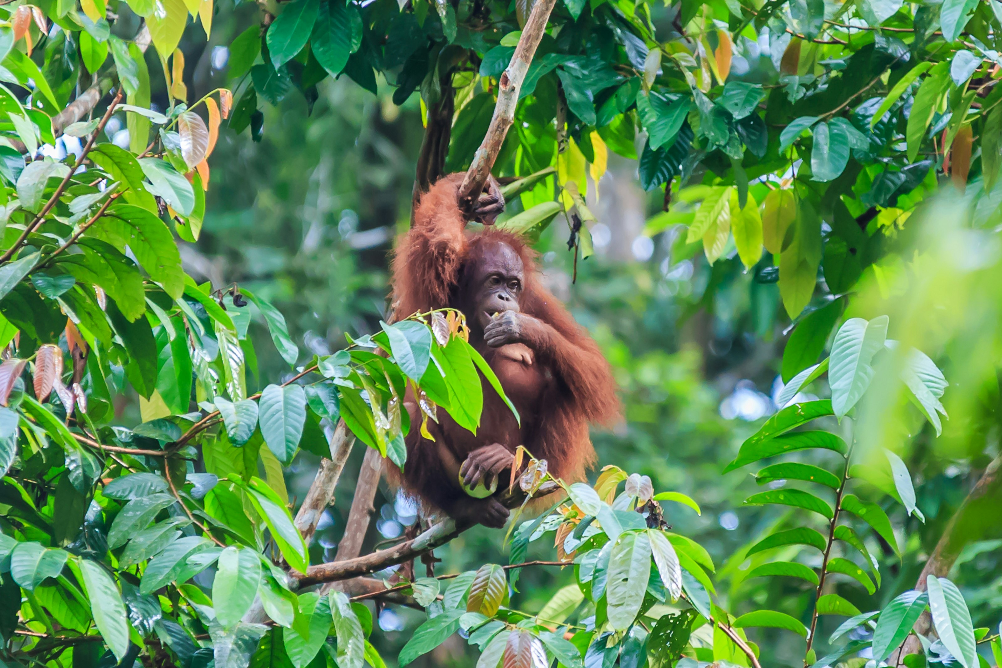 A brown orangutan sits in a tree eating fruit and is partly obscured by foliage. 