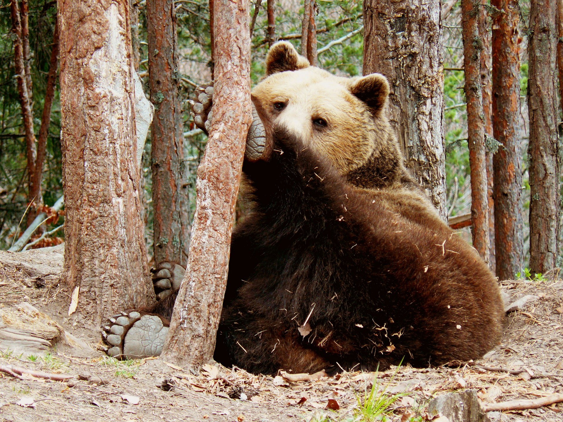 A large brown bear sits among tree trunks with one of its dusty paws up on the tree.