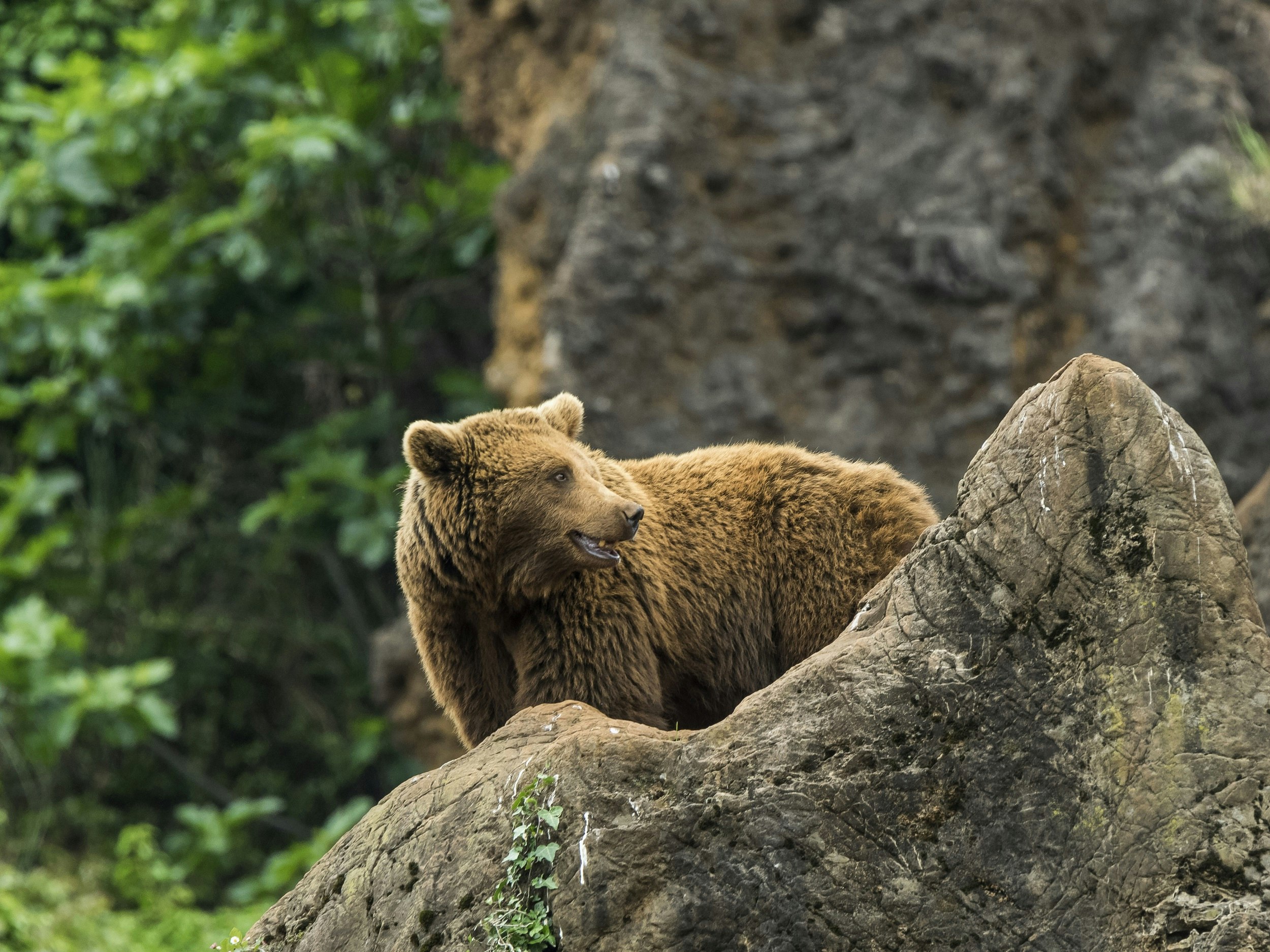A brown bear looks behind her while standing on a large rock. Her fur is golden brown and tufty all over.