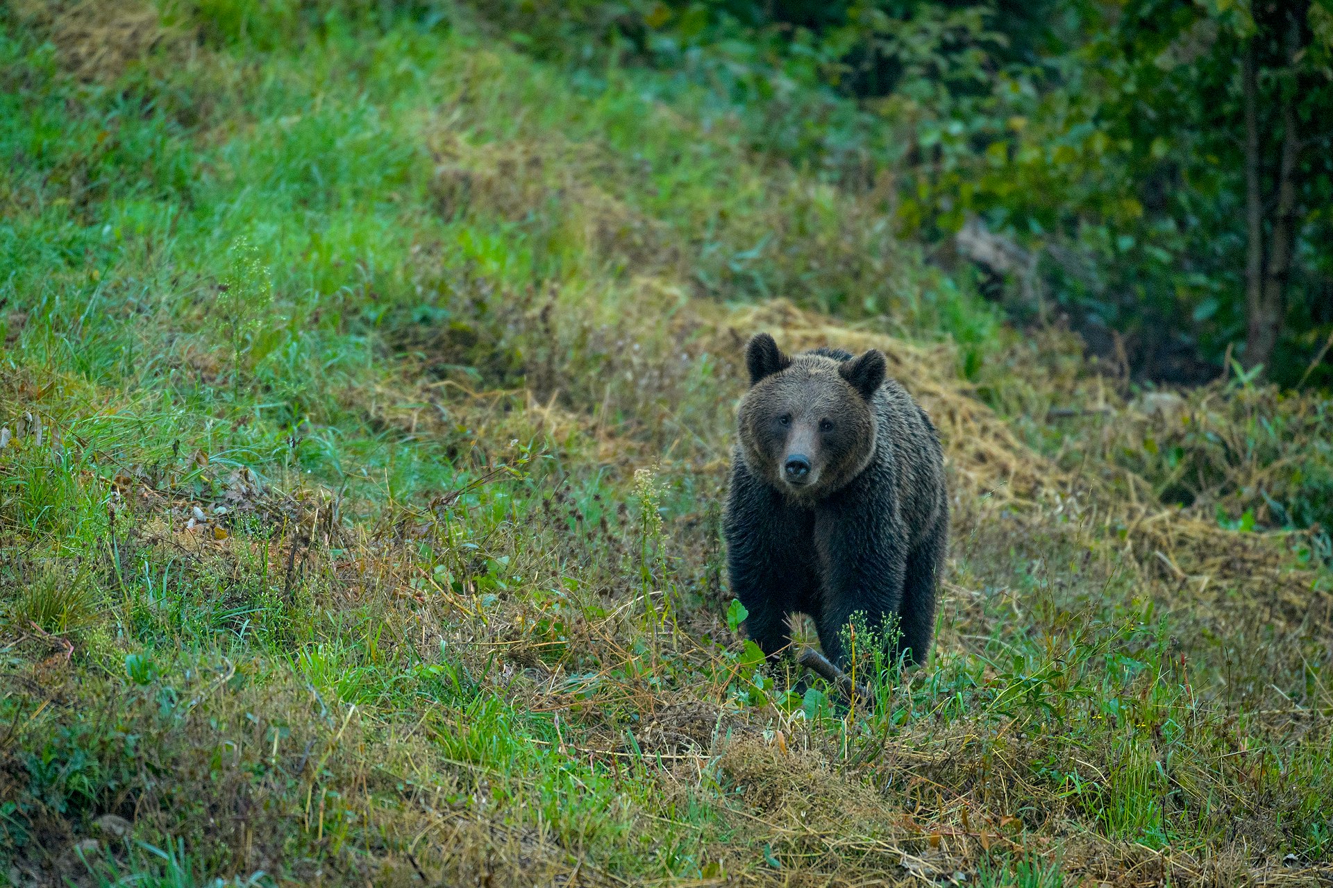 A brown bear walks towards the camera in low scrub bush on a steep slope.