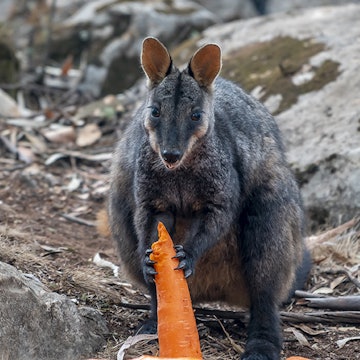 brush-tailed-rock-wallabies-petrogale-penicillata-nl.jpg