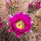 cactus flower closeup.jpg