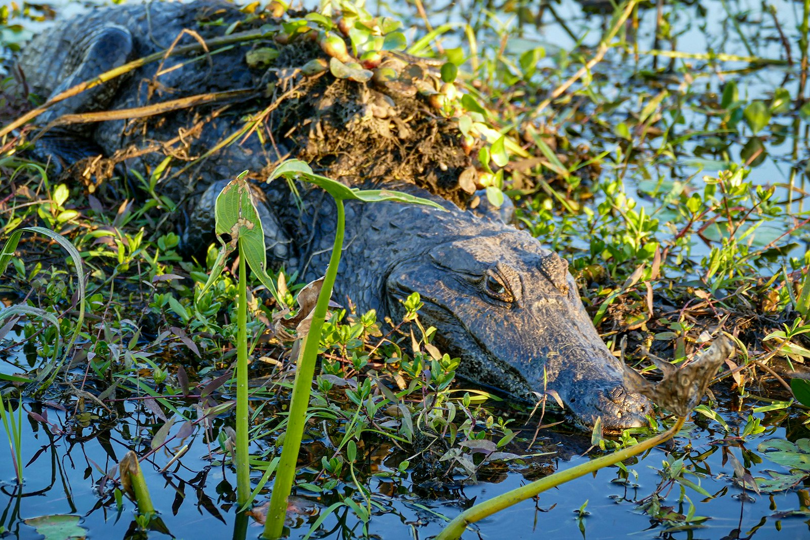 A caiman sits in a clump of wet grasses and plants in the Ibera Wetlands, Argentina.