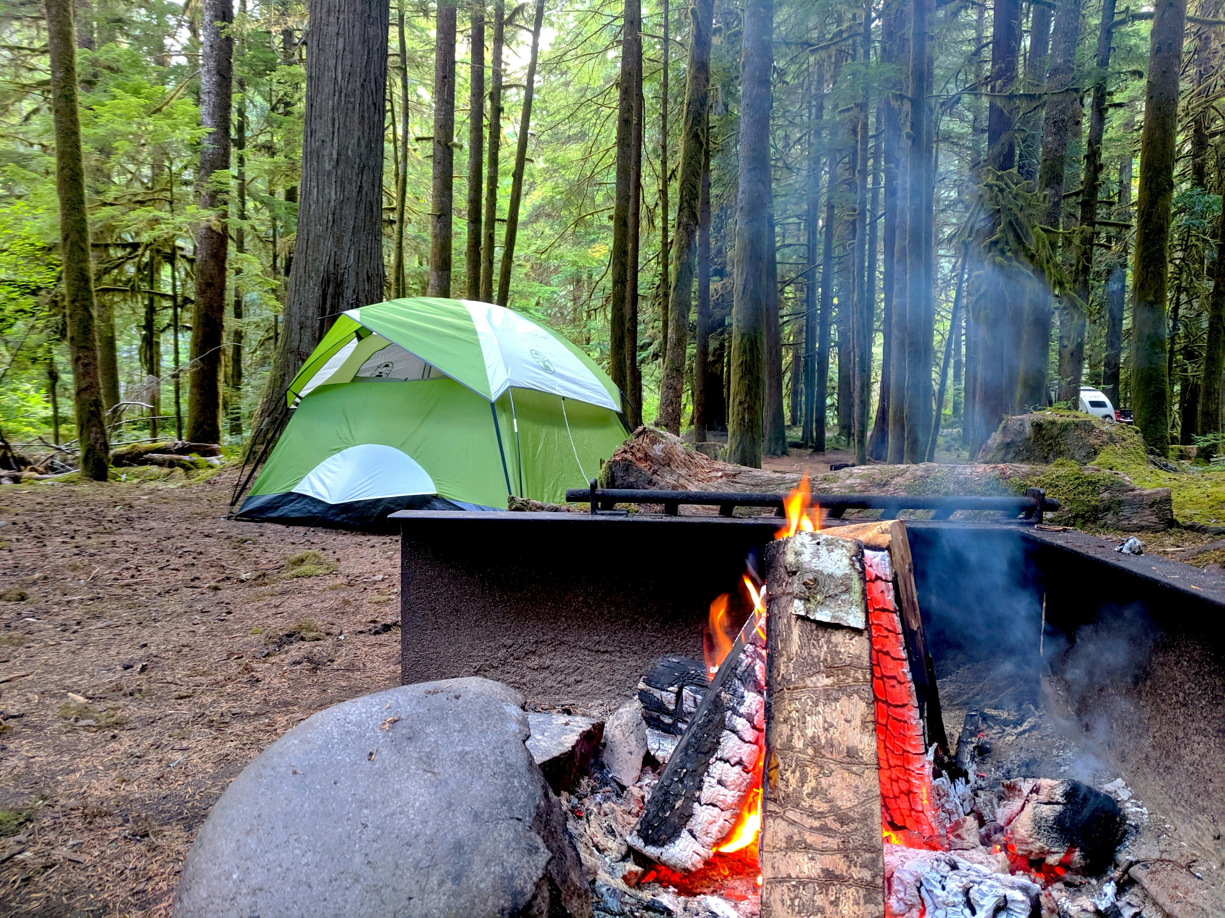 A green tent sits nestled amongst tall trees strewn with moss, set back from a fire in a metal enclosure at a campground in Washington