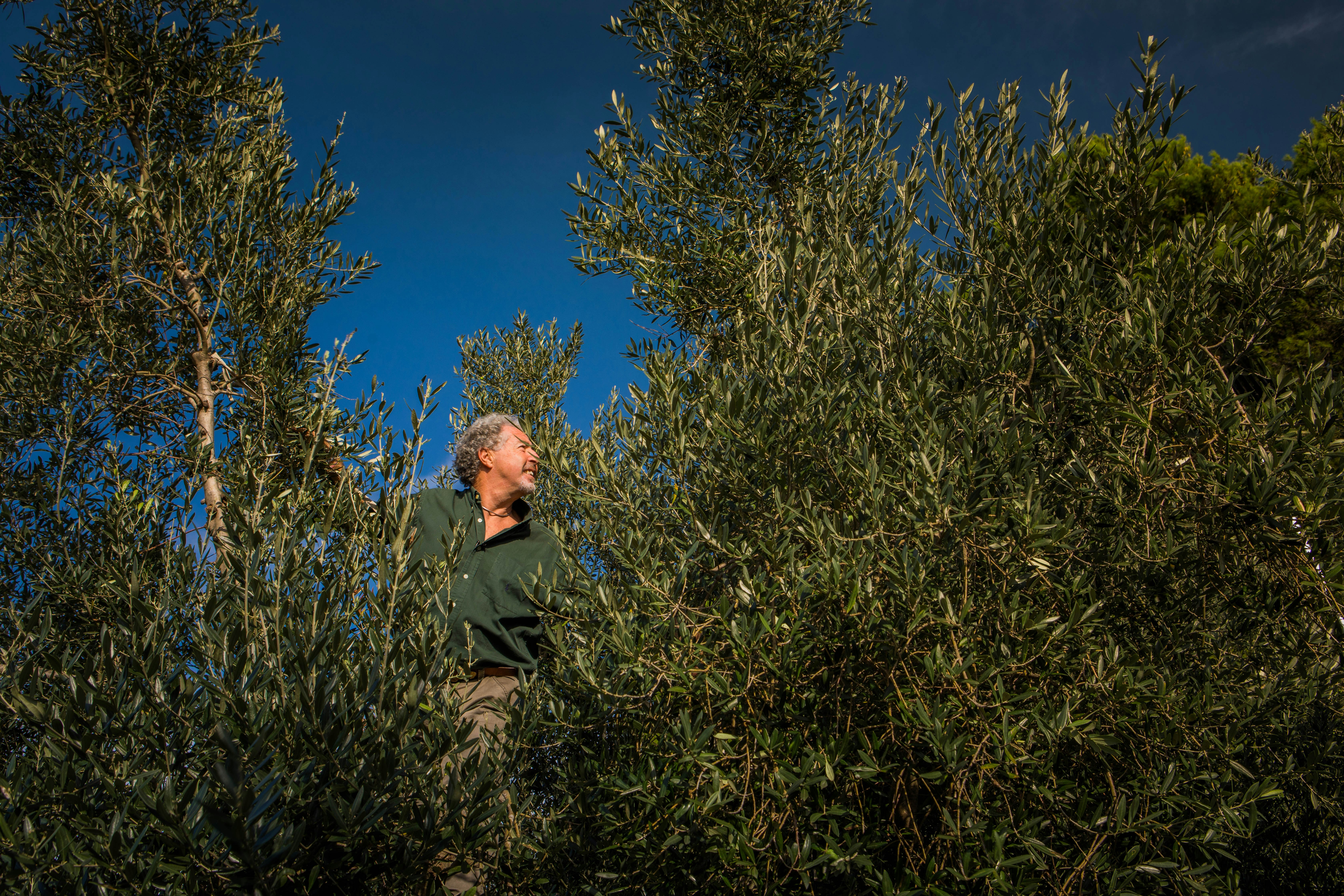 Carlo Spada, the writer's host, is a spry, tan man in a green button-down shirt with short, curly grey hair and khaki slacks. He is climbing an olive tree and looking to the viewer's right, densely surrounded by leaves and branches