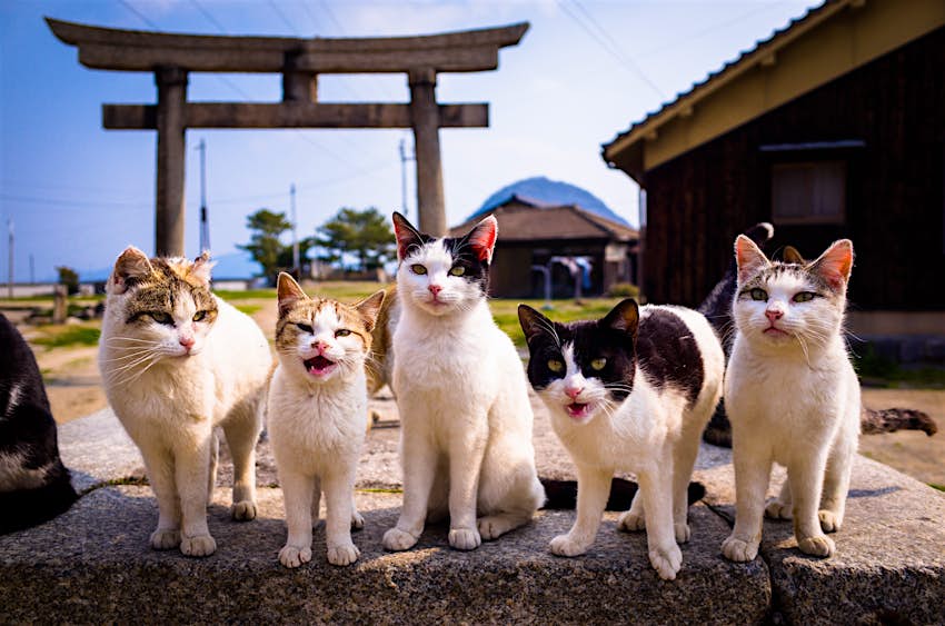 cats-sanagi-islan-kagawa.jpg cats-sanagi-islan-kagawa.jpg