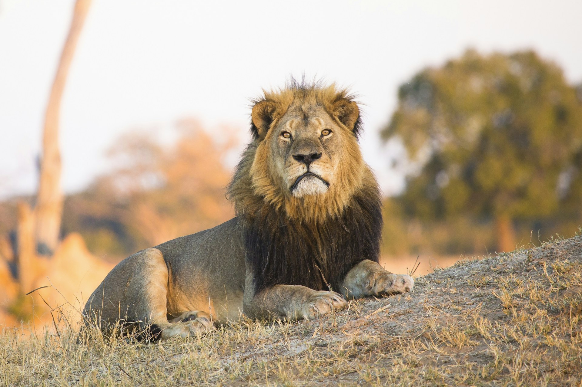 Cecil, a large male lion, lays on the dusty, sloping ground with his head up; his mane is dark brown and incredibly thick. There are a few trees in the background, but the landscape is very dry.
