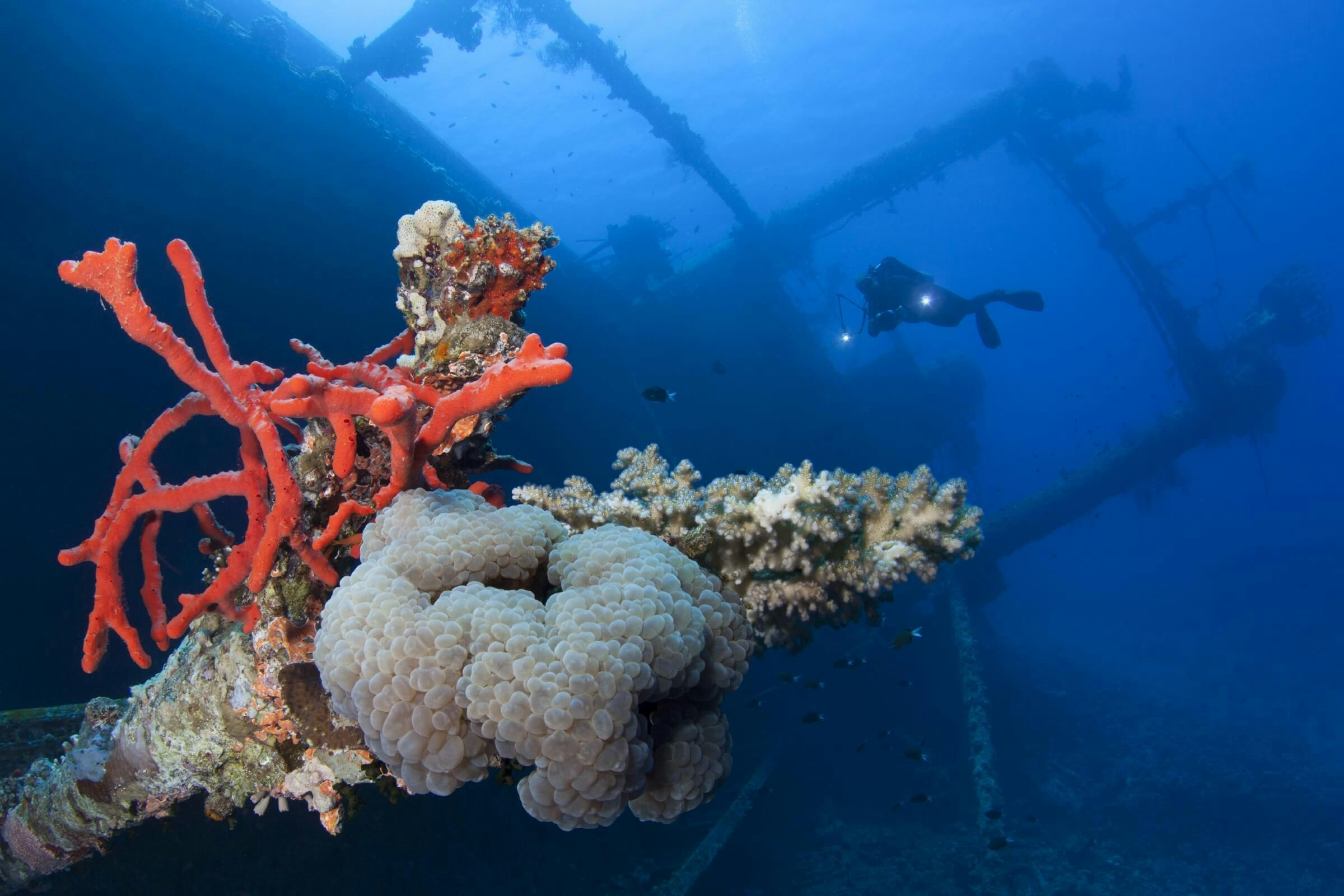 Red Sponge on the foreground, in the background a diver with a light explores an underwater wreck.