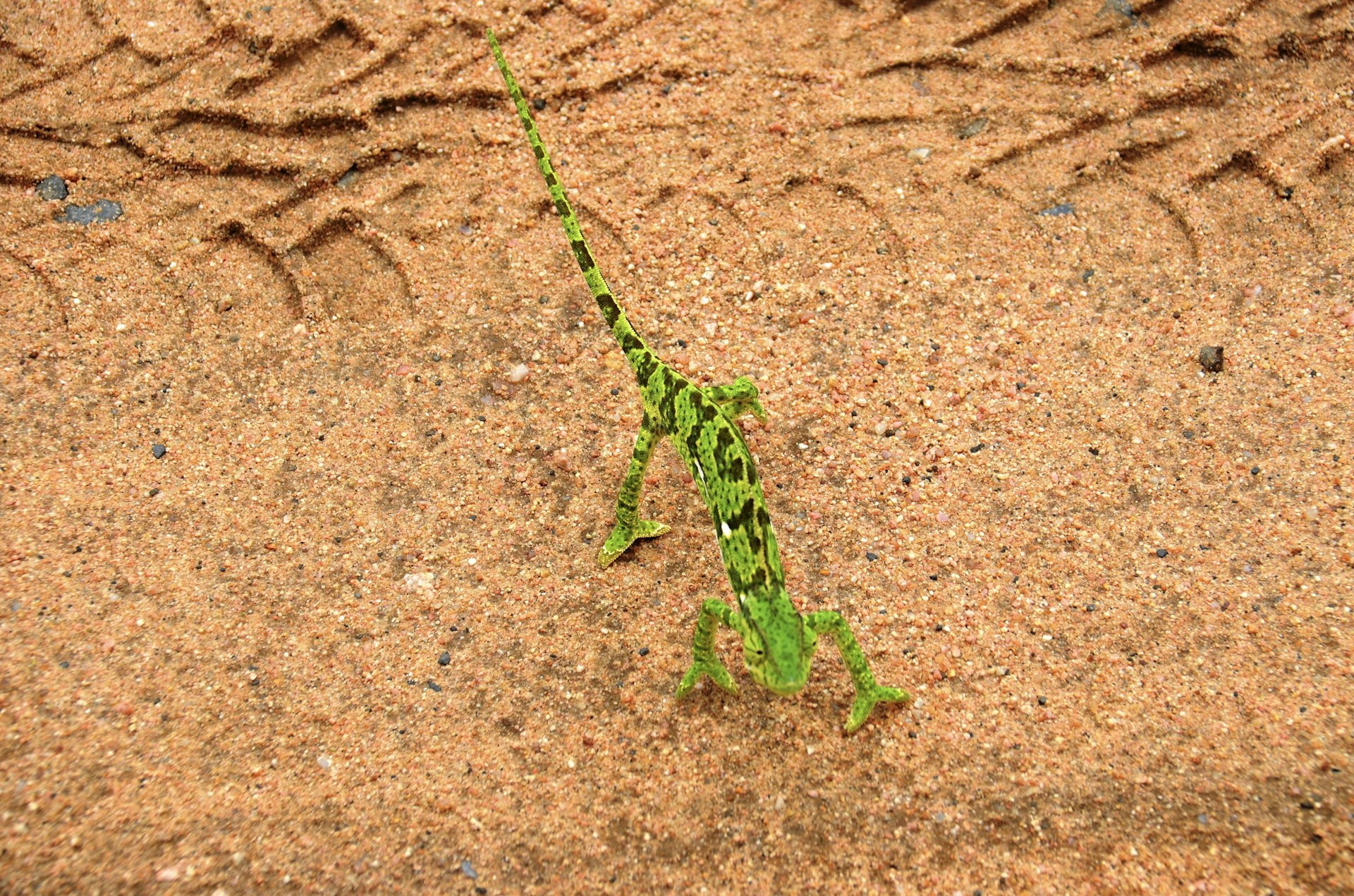 A bright green chameleon walks across the tyre tracks of a vehicle on a sand road in the park.
