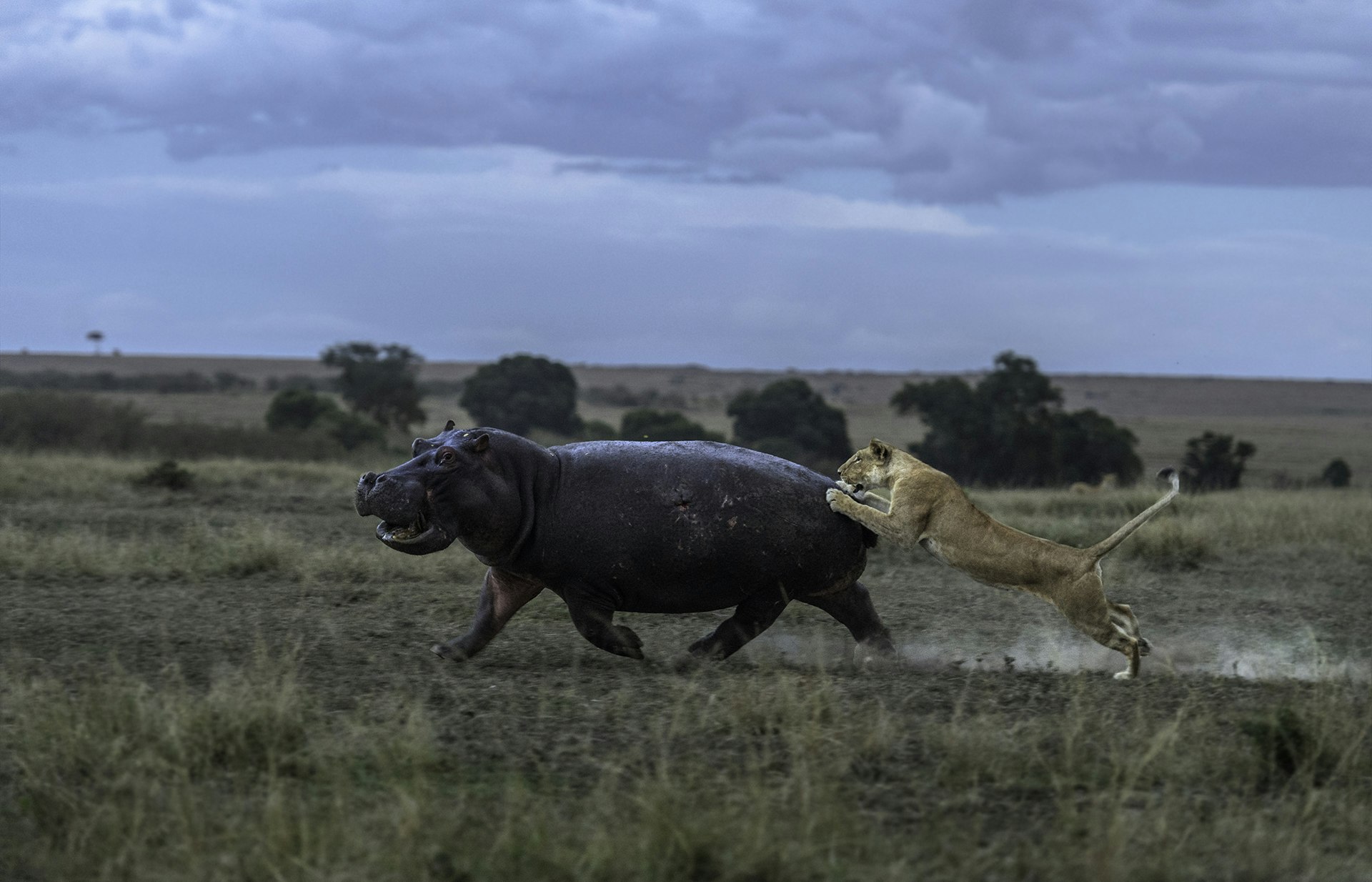 Lion chasing a hippo