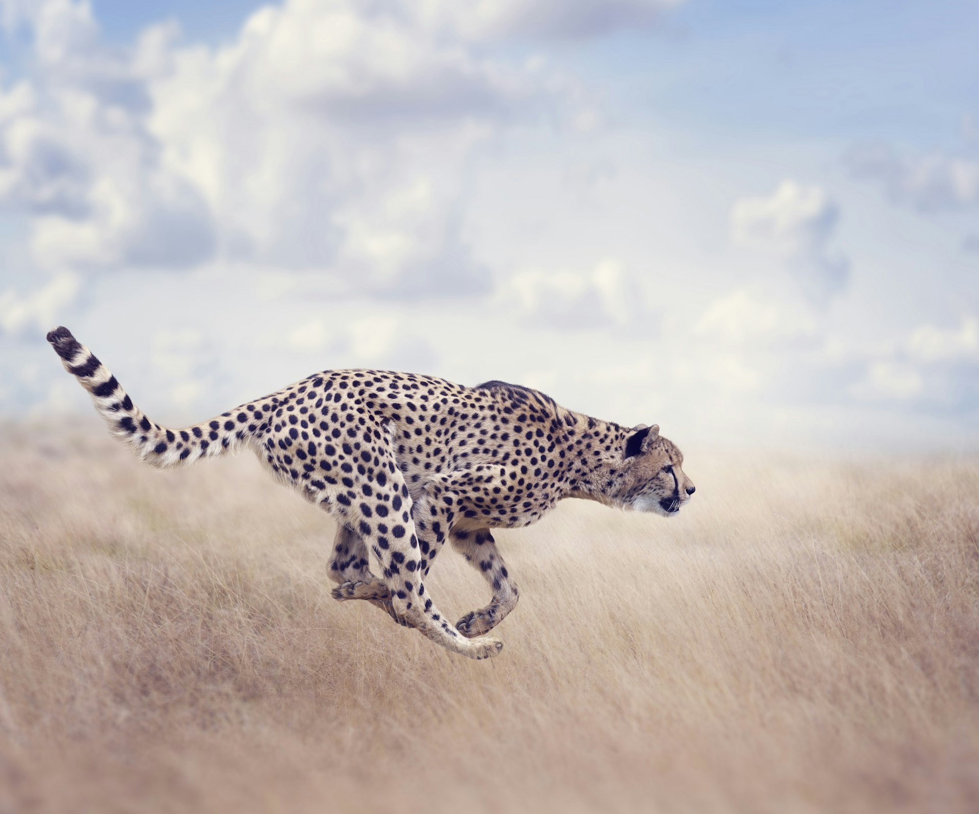 A side image of a cheetah in mid-stride; it's airborne with its front legs crossing between its back legs. It's running through long golden grass.