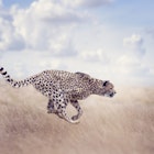 cheetah-built-for-speed.jpg