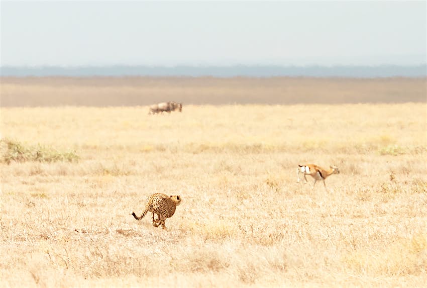 A cheetah chases a Thompson's gazelle through the savannah grasses.