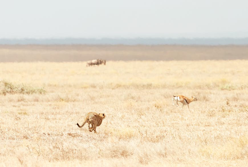 A cheetah chases a Thompson's gazelle through the savannah grasses.