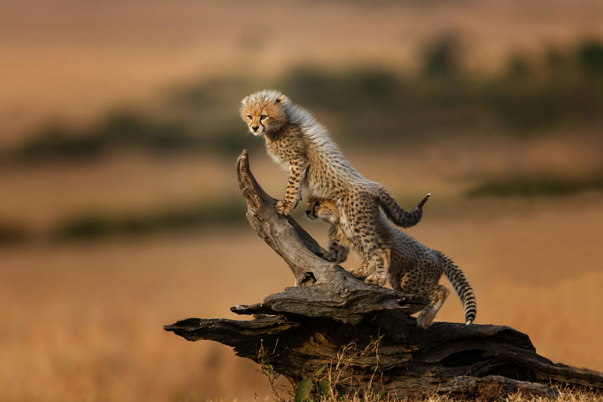 Two small cheetah cubs climbing up the skeleton of an old overturned tree; one looks intently  into the distance, while the second one scrunches up beneath the belly of the other.