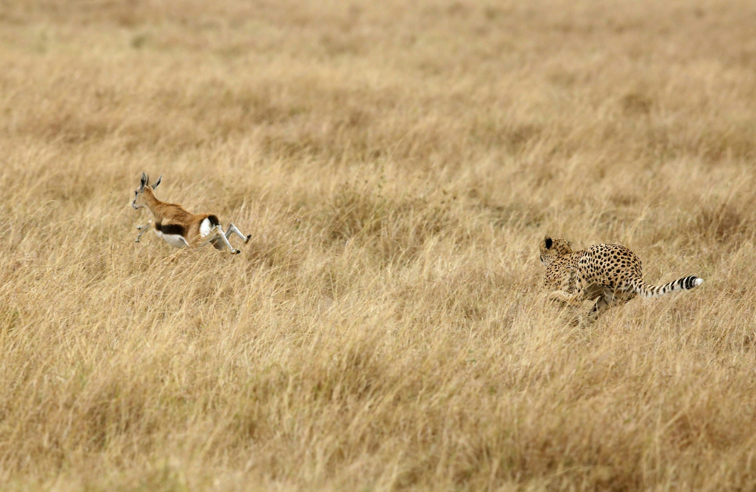 A cheetah at full speed running through golden grasses in hot pursuit of a gazelle.
