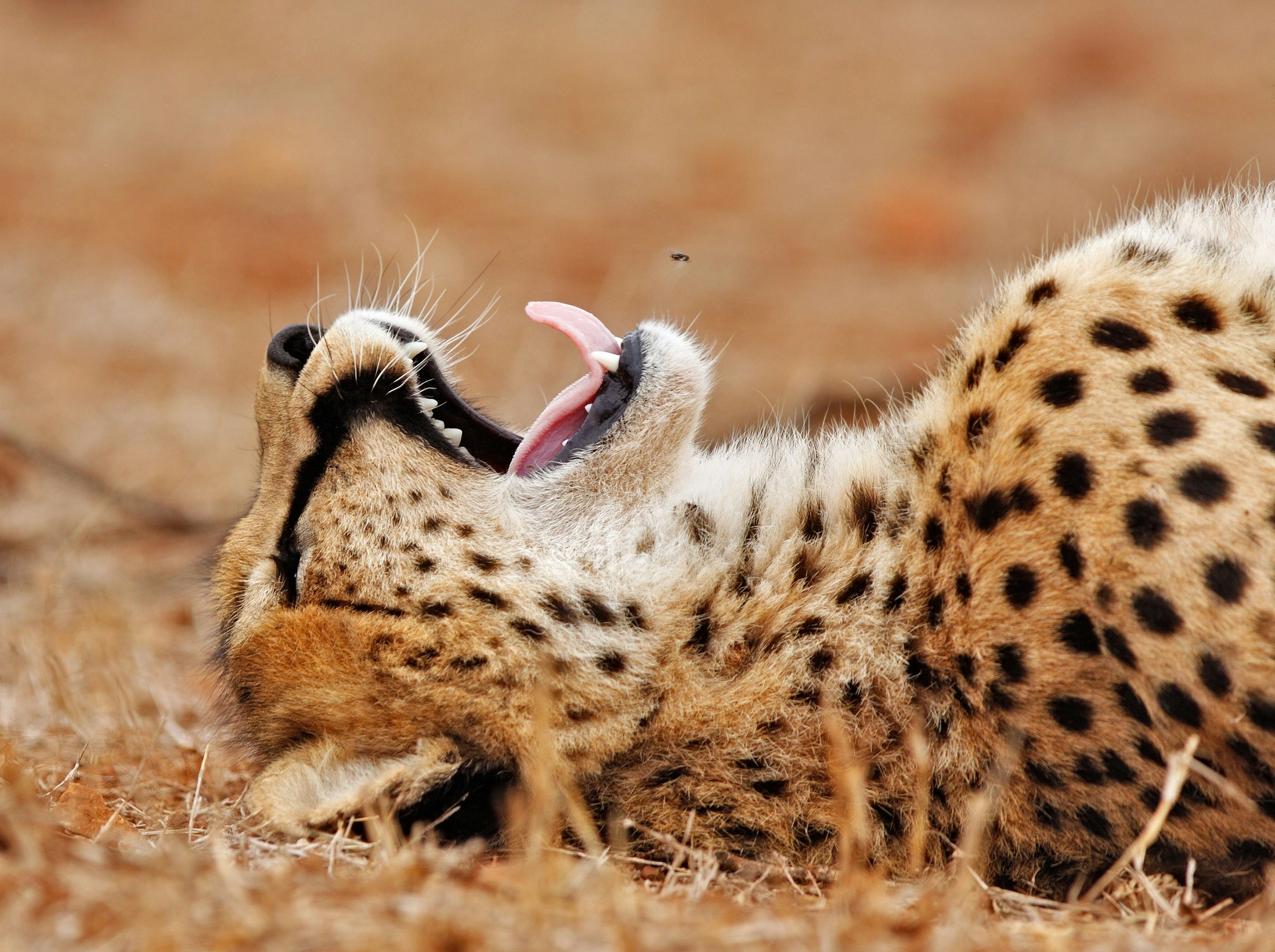Cheetah lying on back with fly flying above mouth in Kruger National Park.