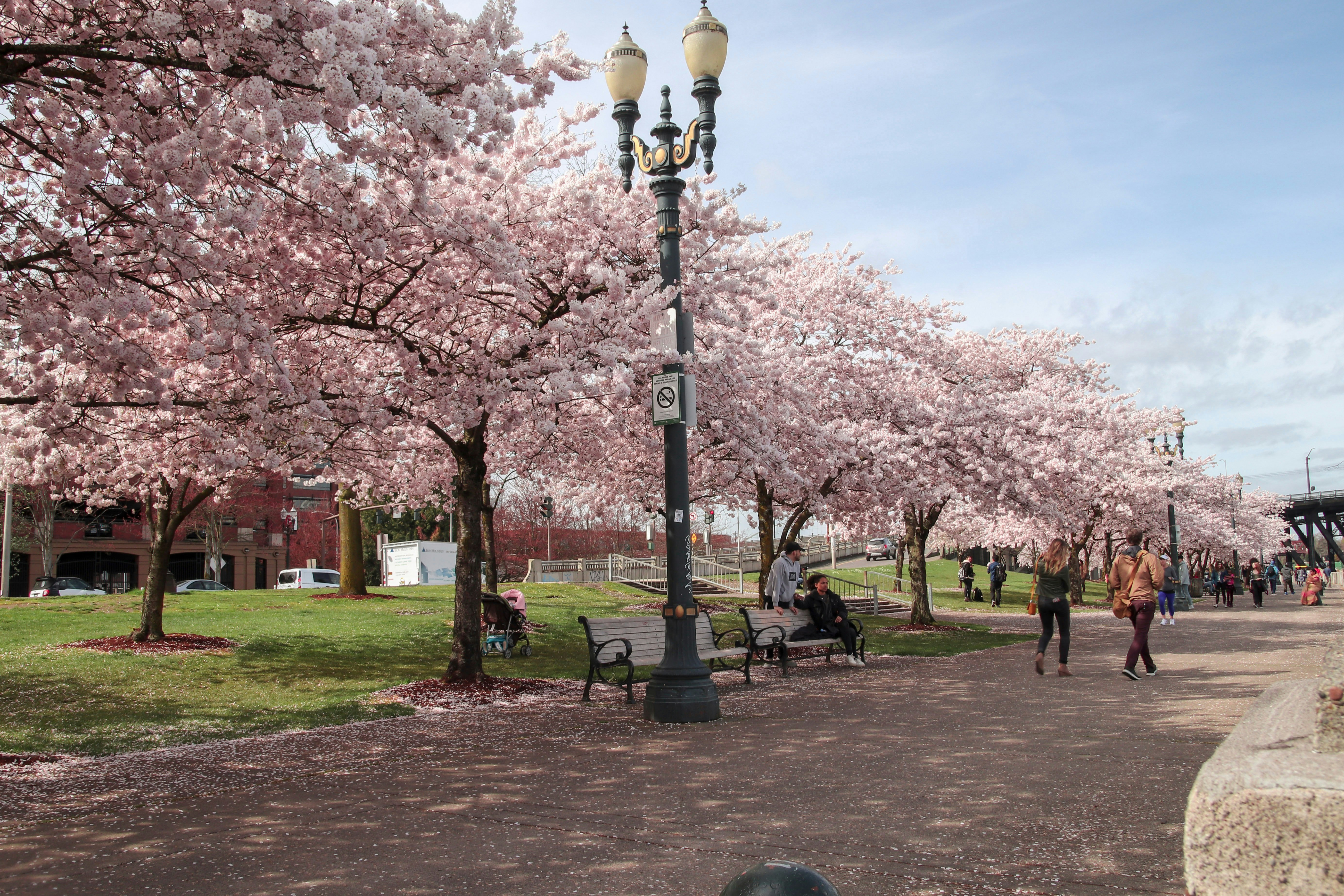 Visitors walking past cherry blossoms at Waterfront Park on a sunny spring day.
