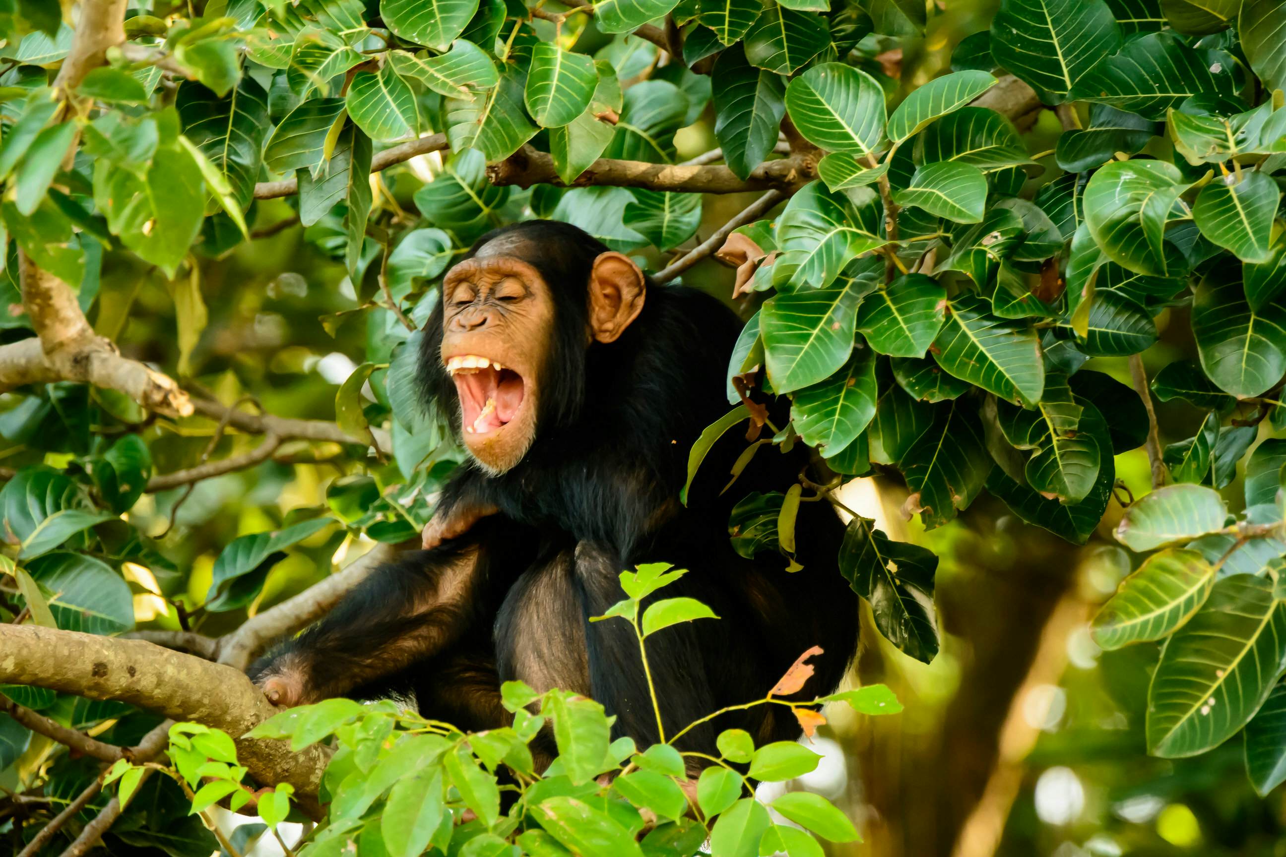 Chimpanzee safari The Gambia Lonely Planet
