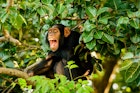 chimp-GettyImages-516216126.jpg