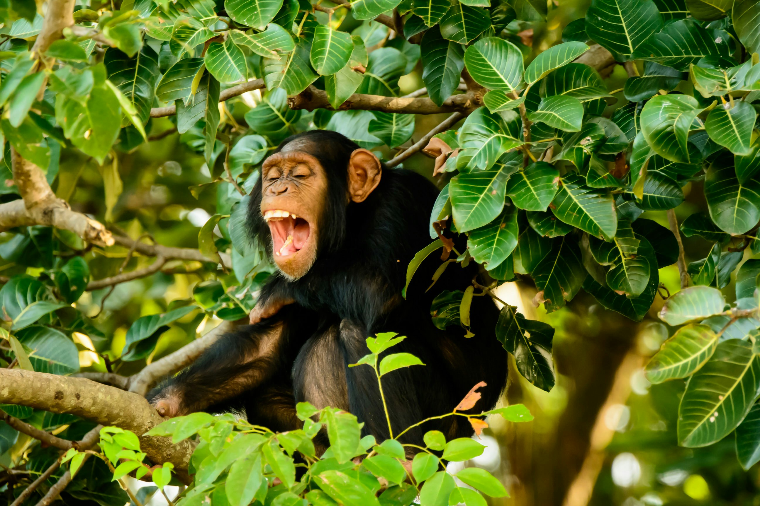 A young chimpanzee with a pink face (eyes closed, mouth agape) calls out; it sits on a small branch and is surrounded by foliage.