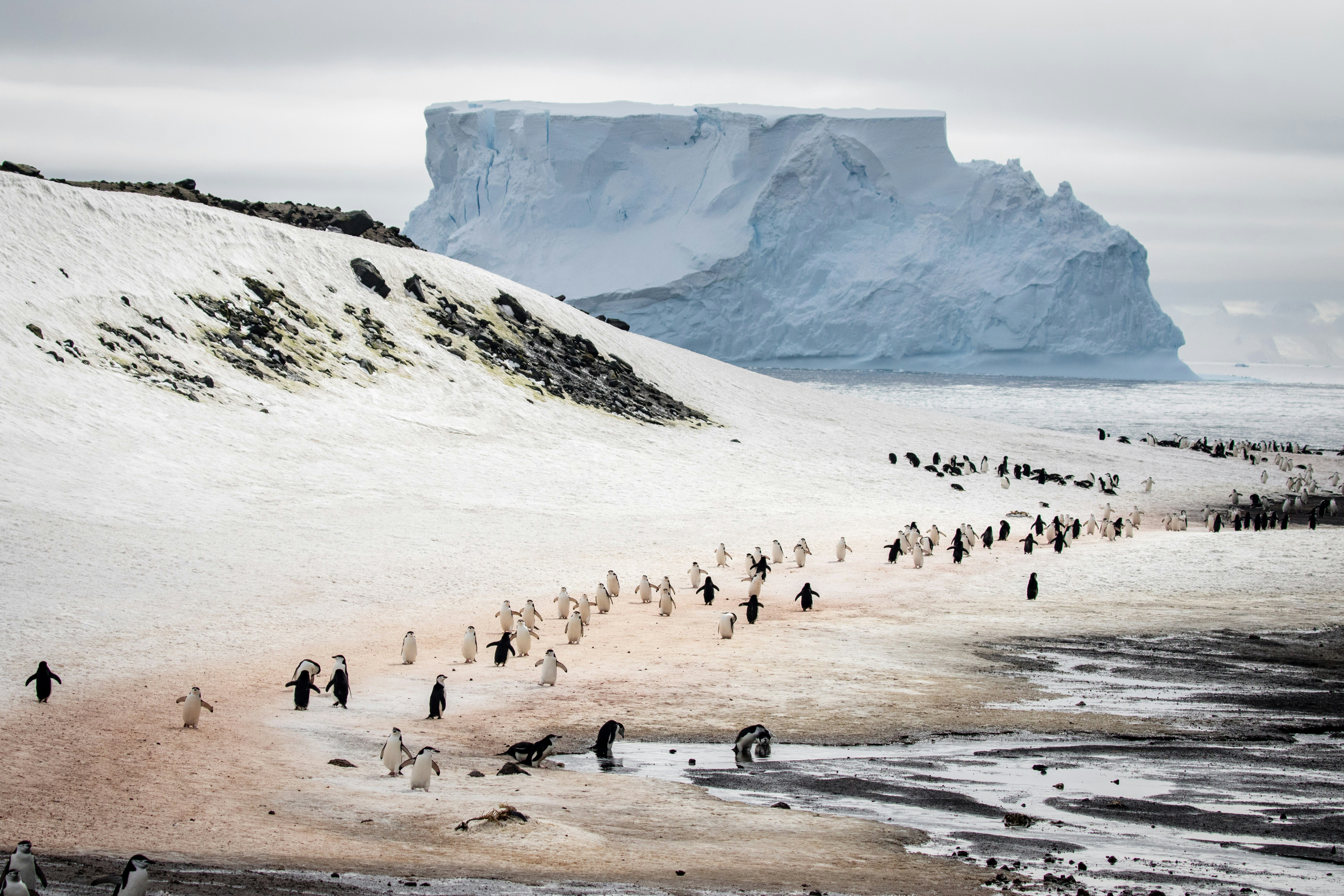 A flock of penguins traverses a beach in Antarctica