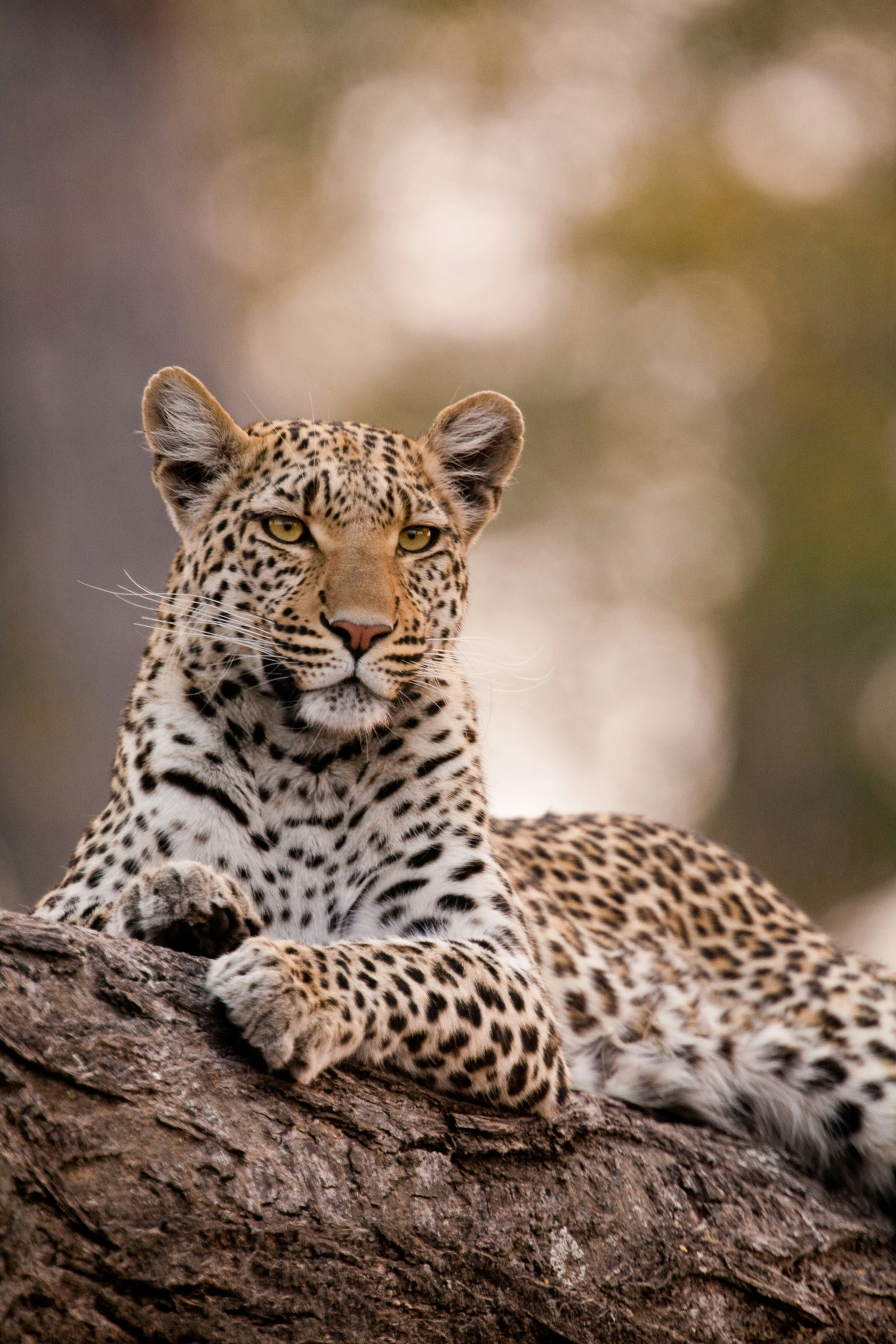 A leopard lays outstretched on a large branch of a tree; it's gaze is into the distance.
