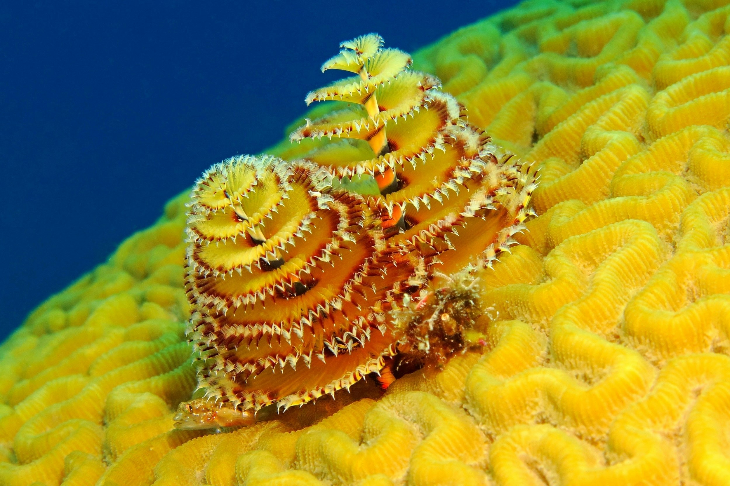 Close-up shot of Christmas tree worm coral: a tight yellow spiral on top of a rippled brain-like coral. A small yellow fish peeks out from underneath.