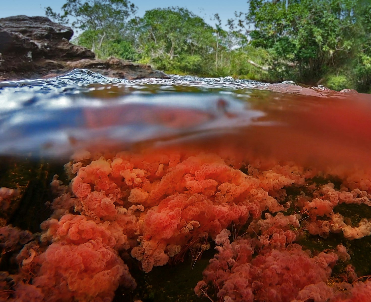 Red algae known as clavigera macarenia glows in shades of bright red, orange, and pink under the waters of the Cano Cristales river in Colombia