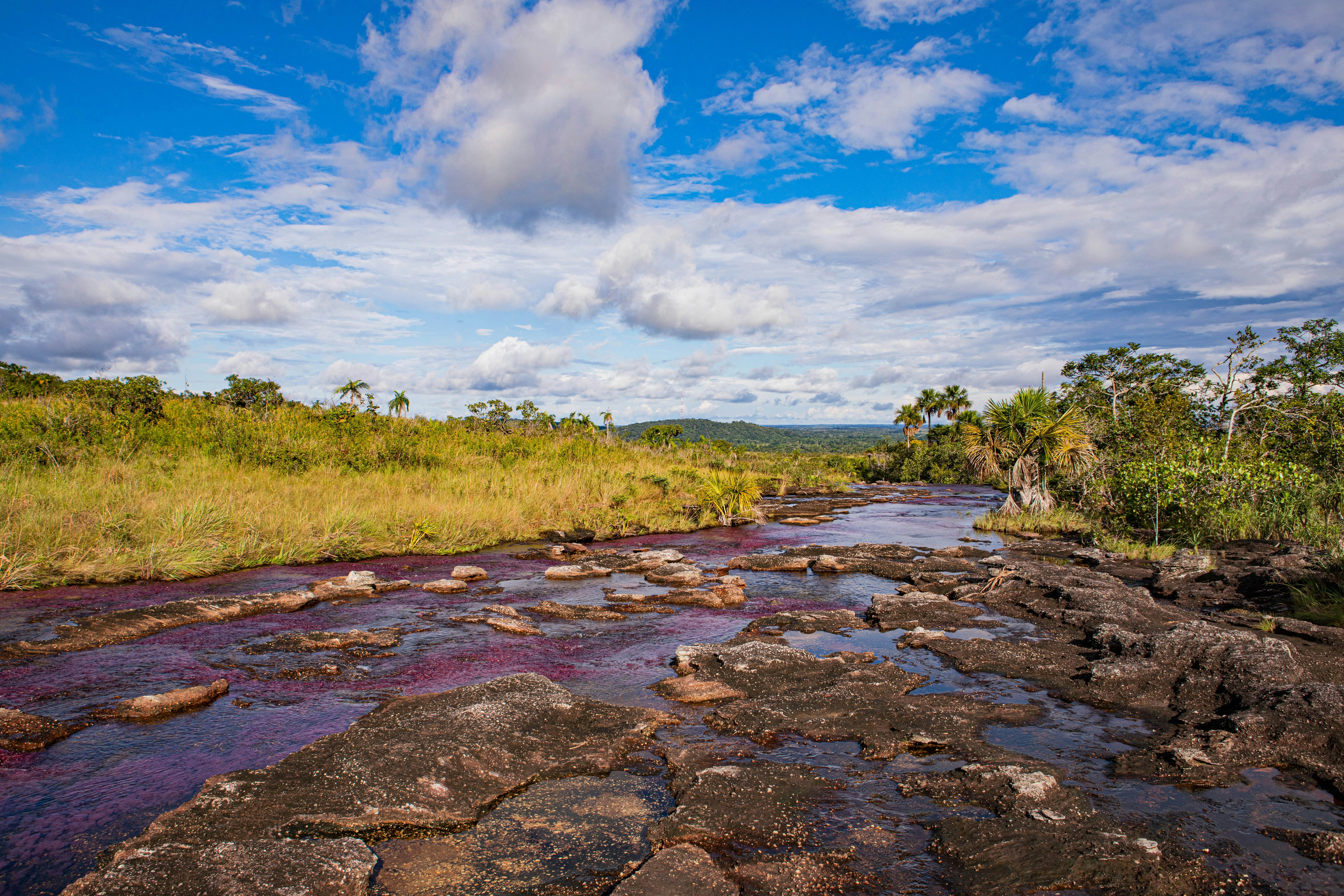 The red algae glows in the Cano Cristales river near Macarena, Colombia, surrounded by yellow grasses and blue sky