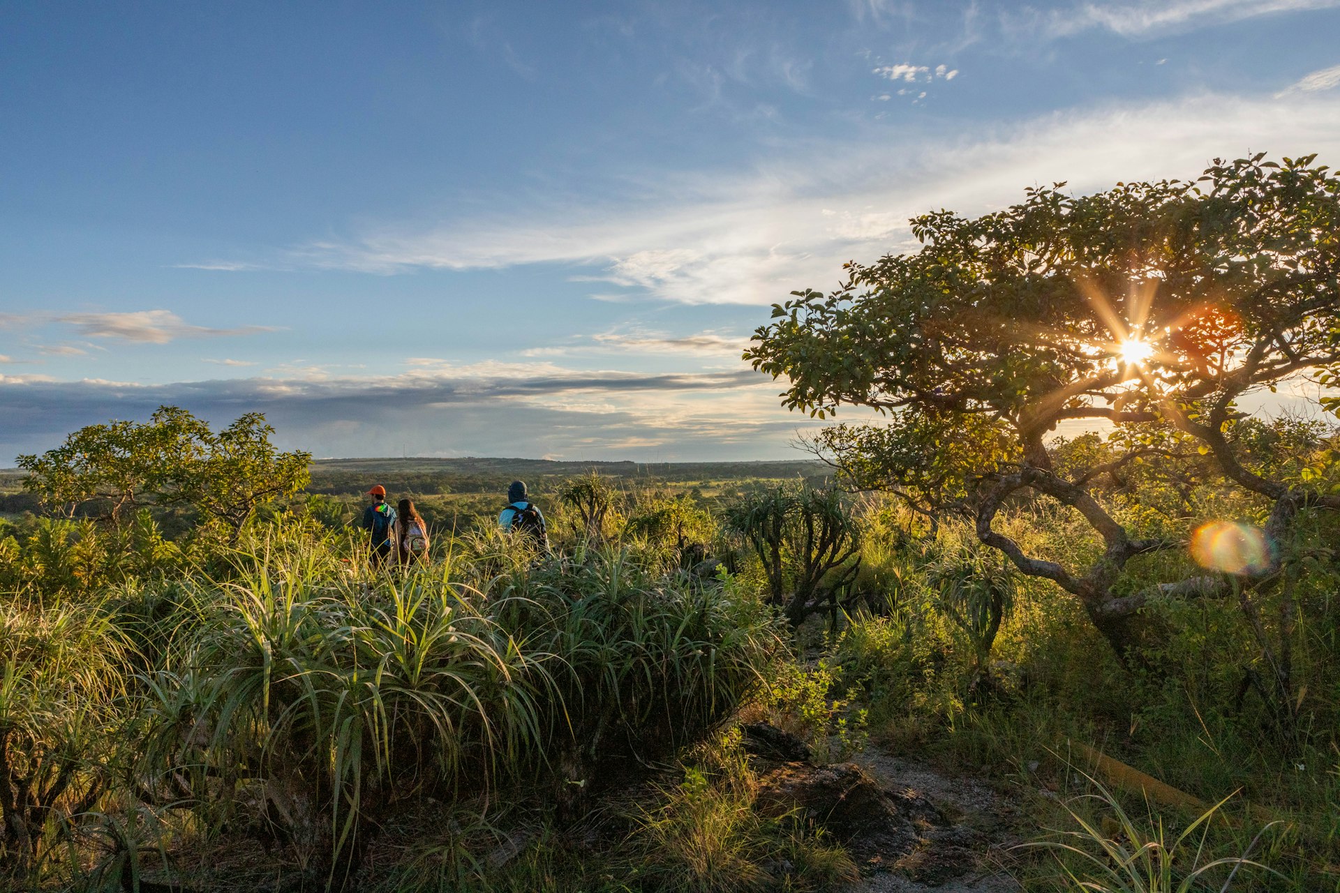 The sun lens flairs through a tree in the national park that surrounds the Canos Cristales river, illuminating the lush vegetation all around, almost as tall as the three hikers in the left side of the frame