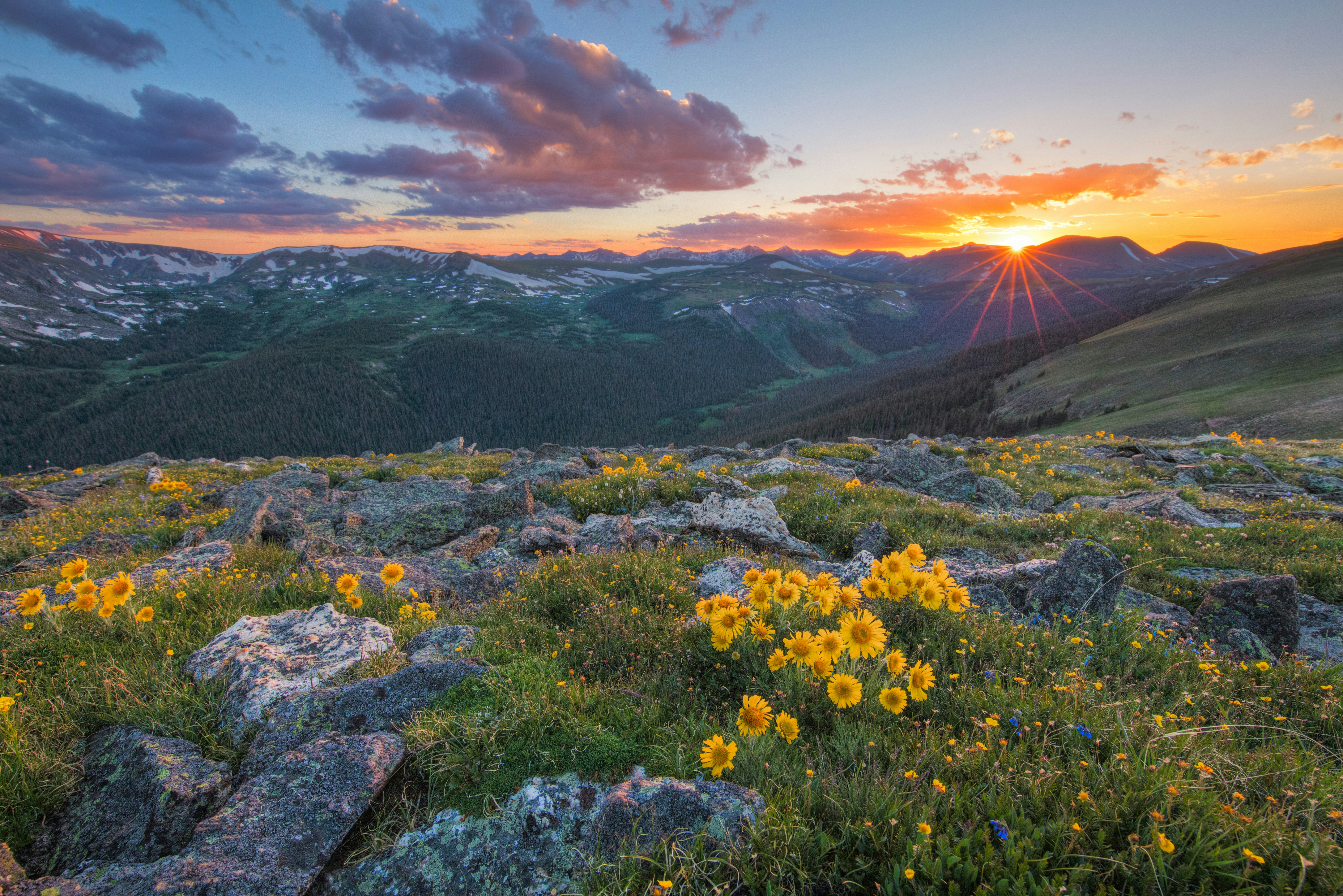 Yellow wildflowers on a mountain peak, with a setting sun in the distance