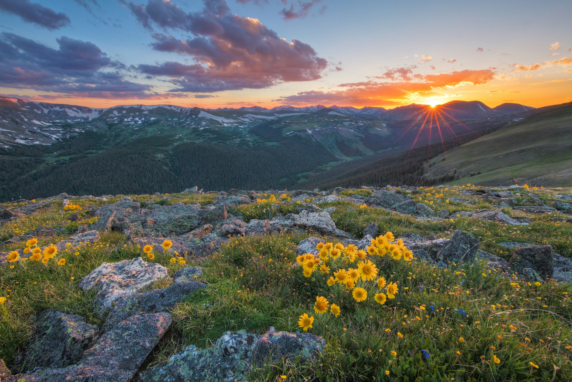 Yellow wildflowers on a mountain peak, with a setting sun in the distance