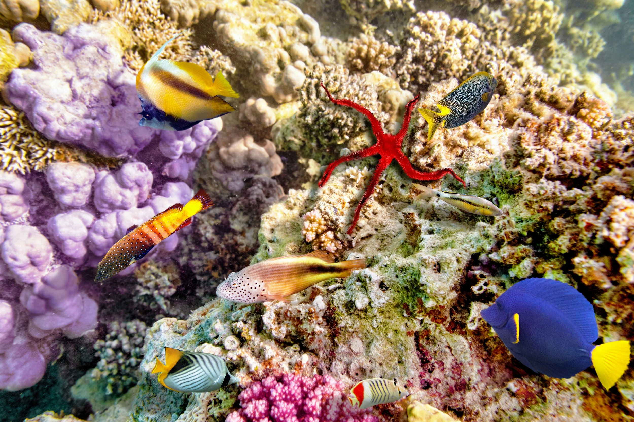 A close-up shot of colourful coral of varied shapes. Several different tropical fish are moving near the reef, with a large red starfish in the centre