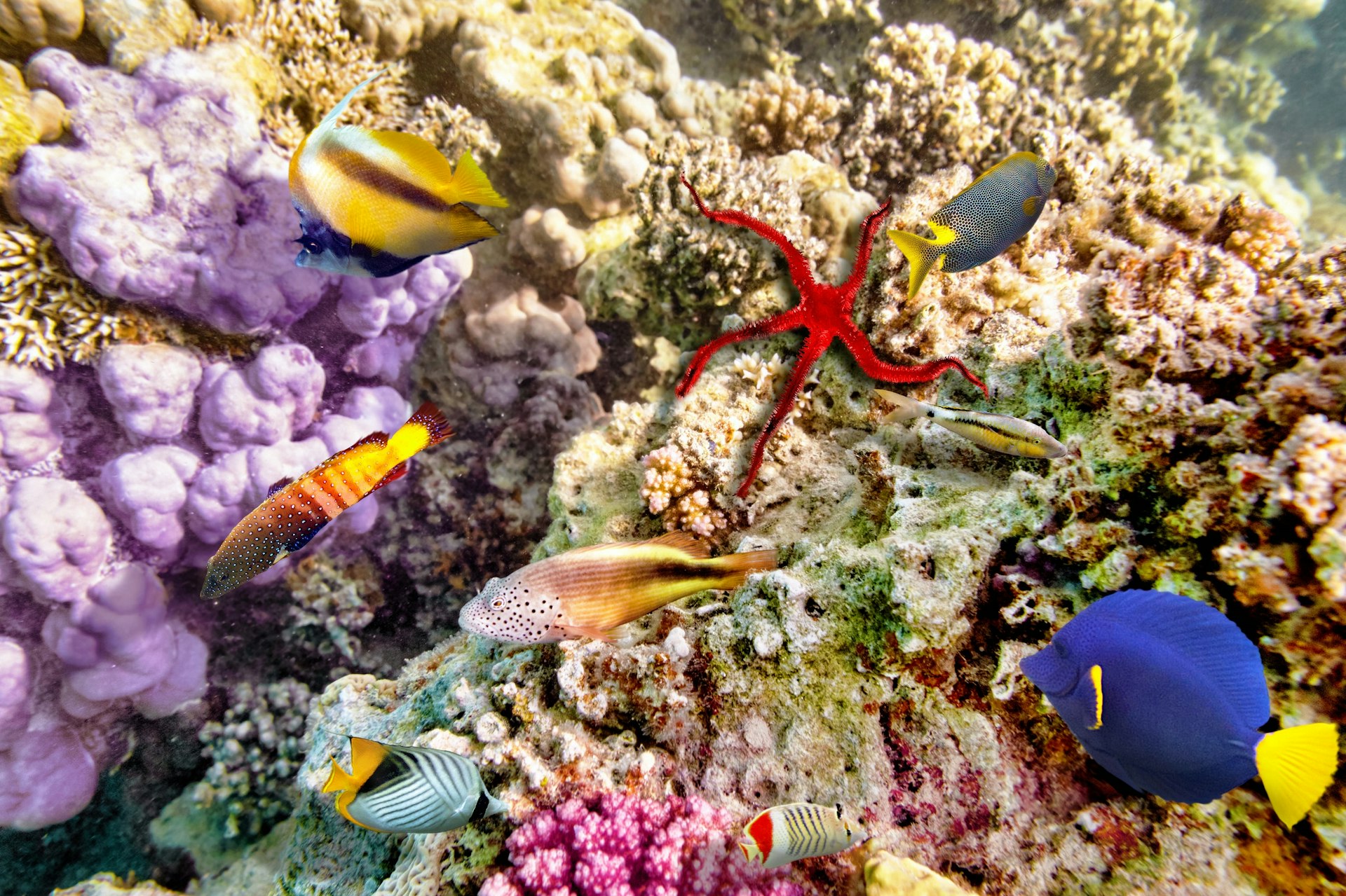 A close-up shot of colourful coral of varied shapes. Several different tropical fish are moving near the reef, with a large red starfish in the centre