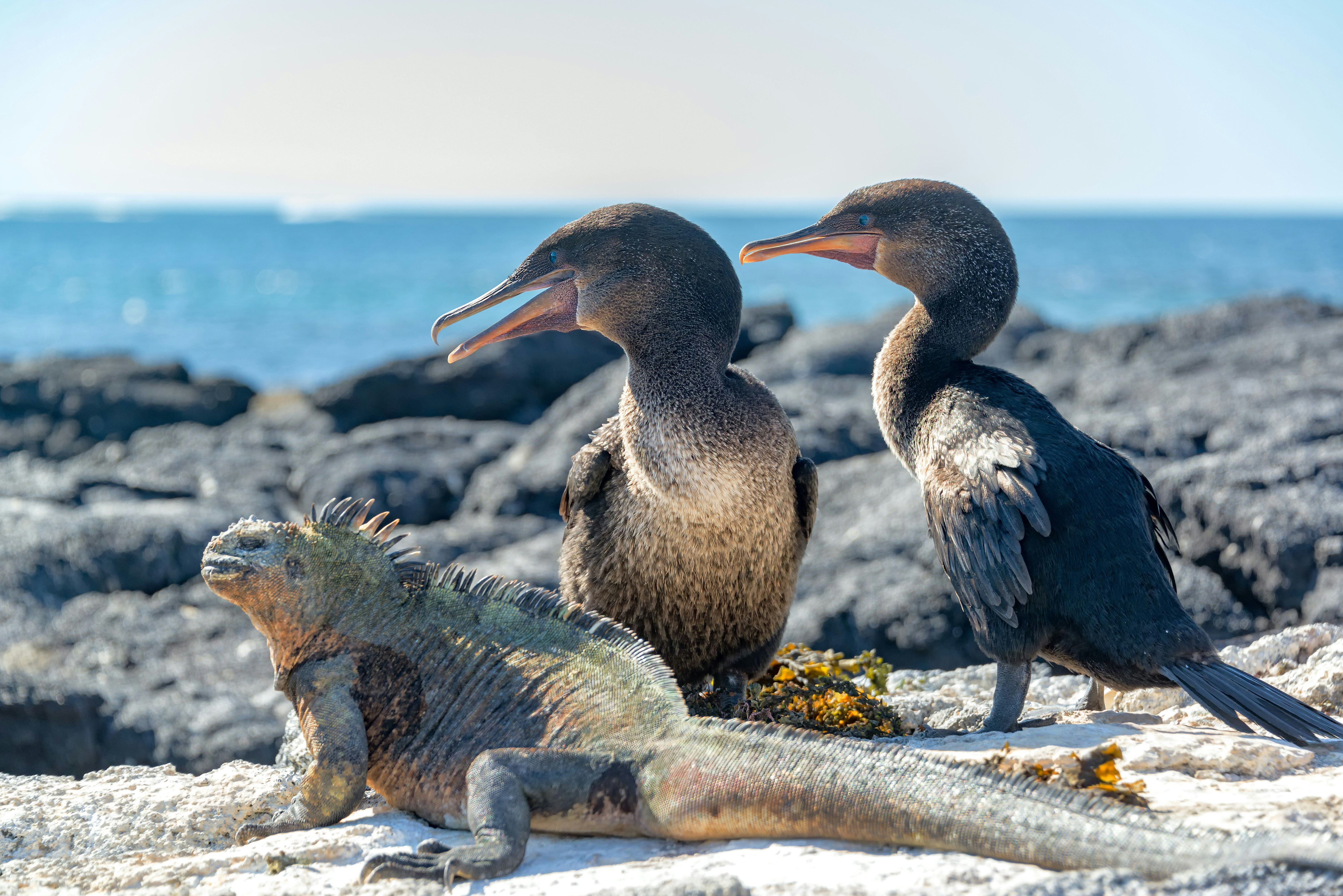 Two flightless cormorants and a marine iguana on Fernandina Island