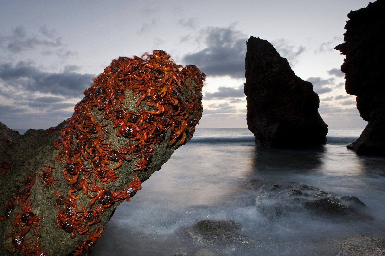 Red crabs almost completely covering a thumb-shaped rock sticking out over the water; two large outcrops - silhouetted in the fading light - tower over the ocean in the background crawling over the rocky seashore of Christmas Island