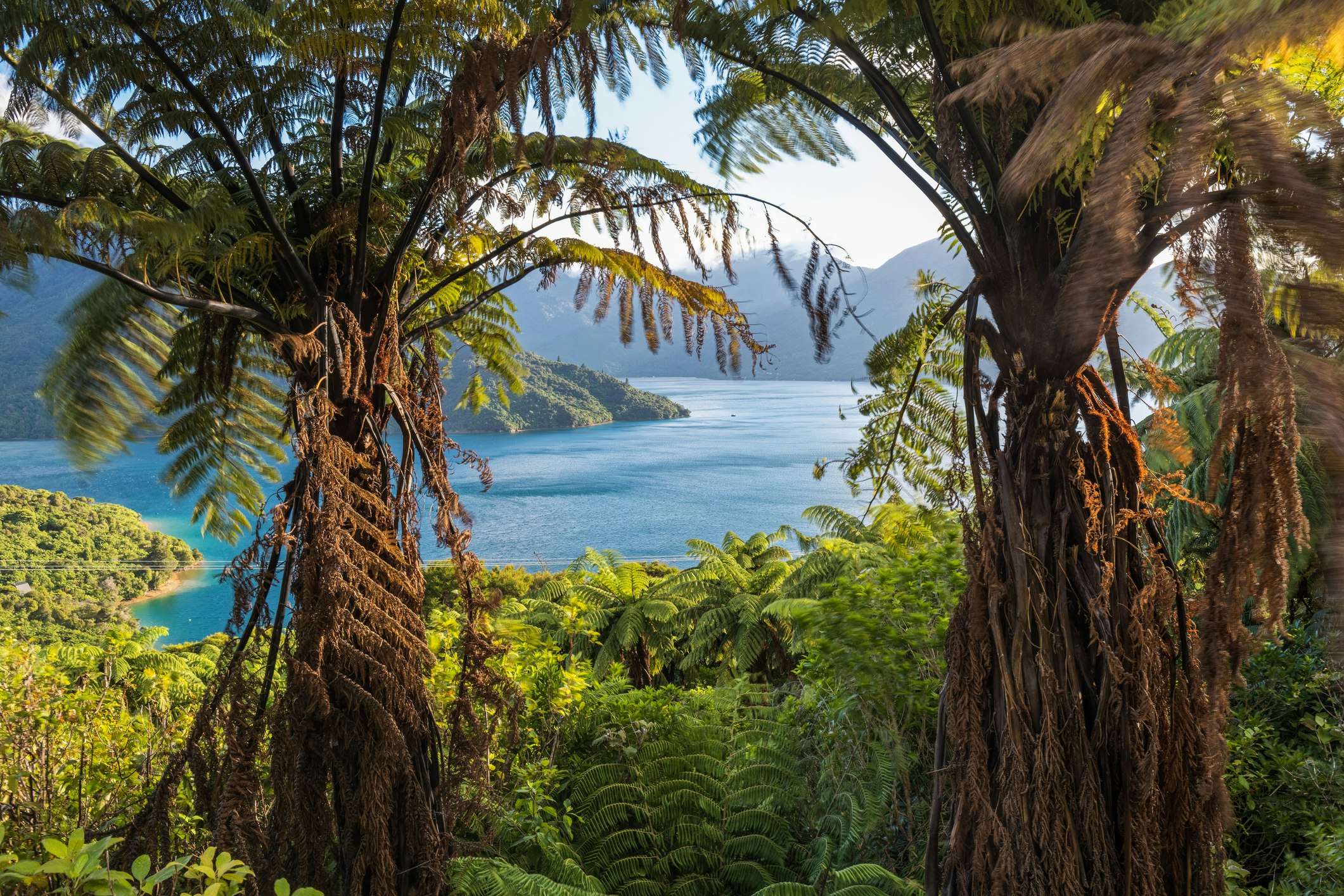 Ancient cyatheaceae trees frame a bright blue harbor surrounded by blueish gray mountains, tree-lined hilly shore, and lower stands of bright green tropical foliage