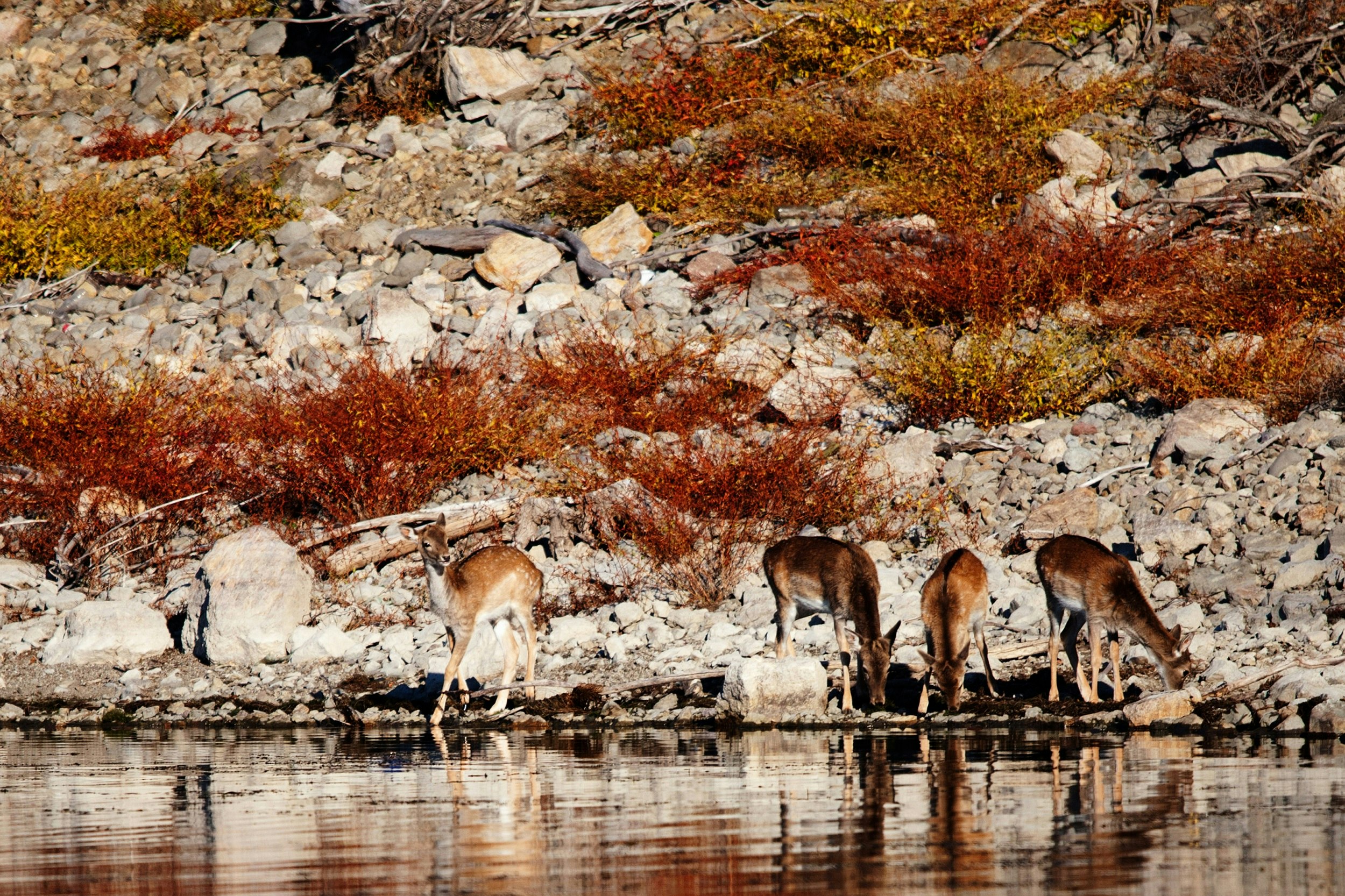 Four deer stand down by some water. They're well camouflaged by the red and brown foliage behind them.