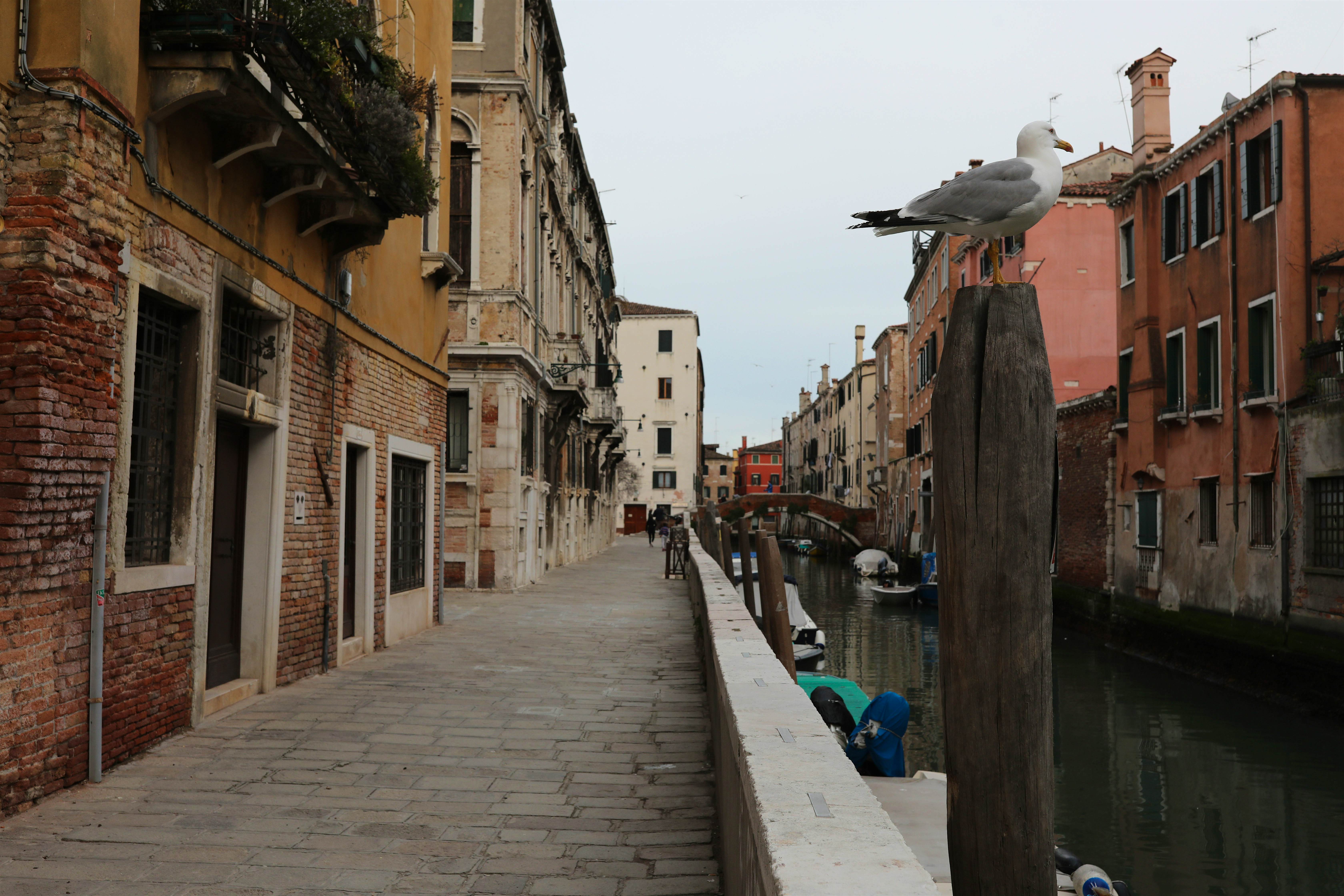 Una gaviota en una de las calles desiertas de Venecia.