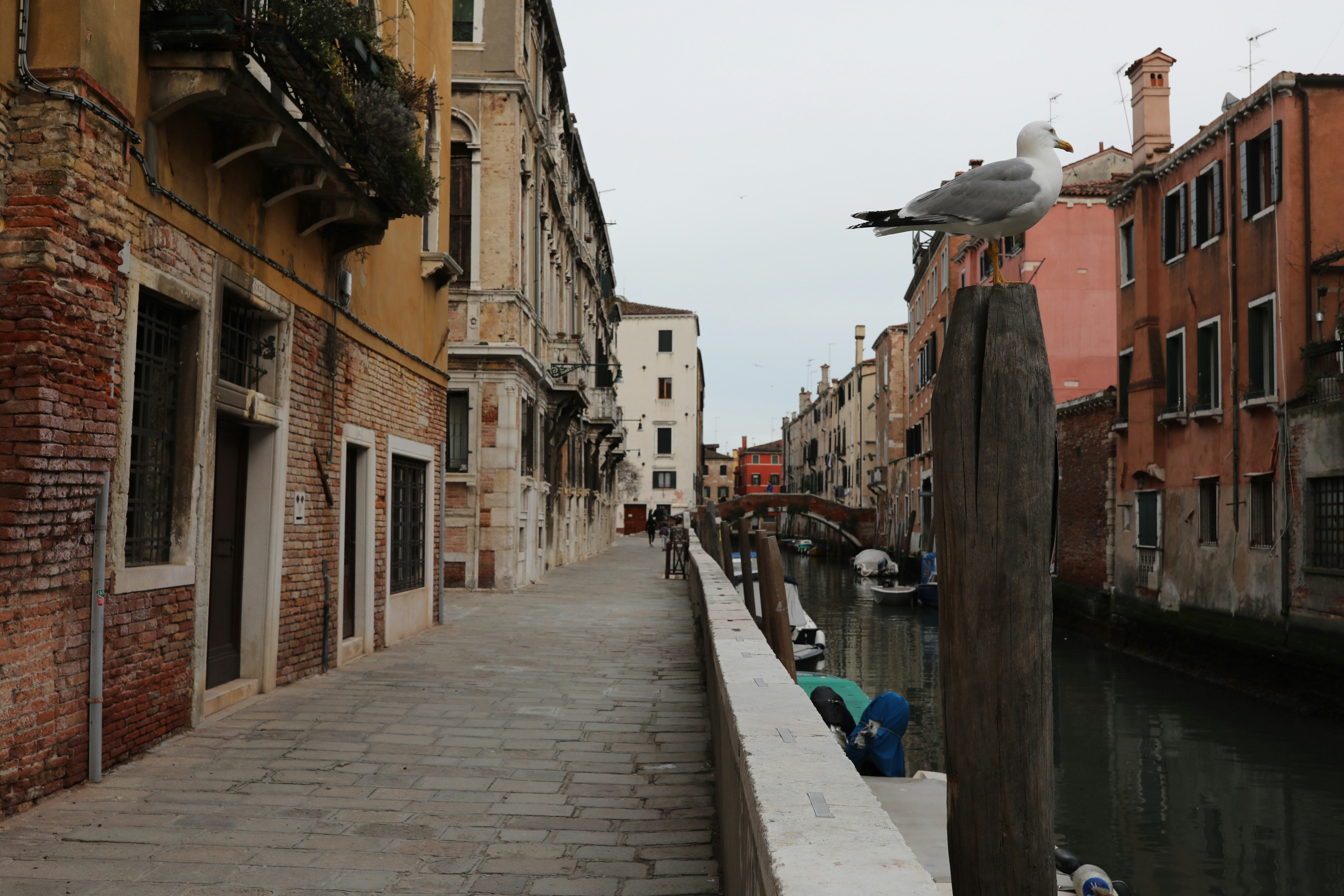 A seagull in one of Venice's deserted streets