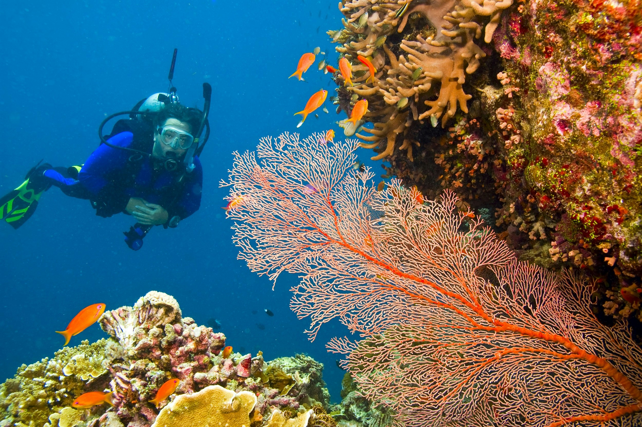 A single diver looks at a large fan of orange coral. Several bright orange fish stay close to the reef.
