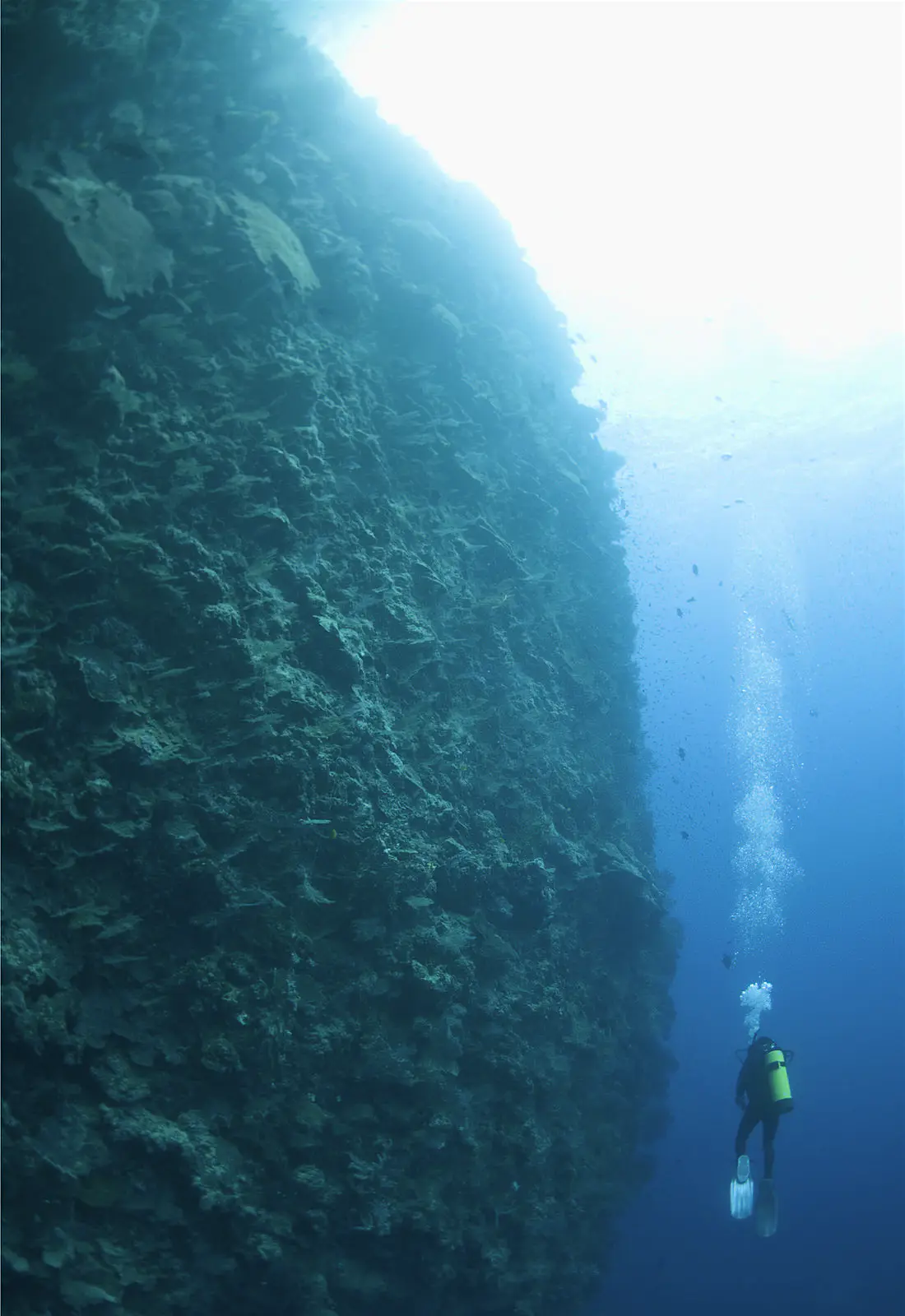 diving-GettyImages-103887888.jpg A diver floats next to a vertical wall of coral that extents into the depths
