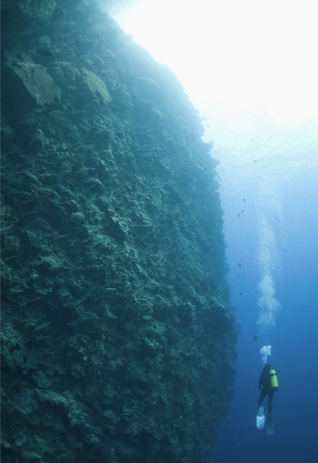 A diver floats next to a vertical wall of coral that extents into the depths