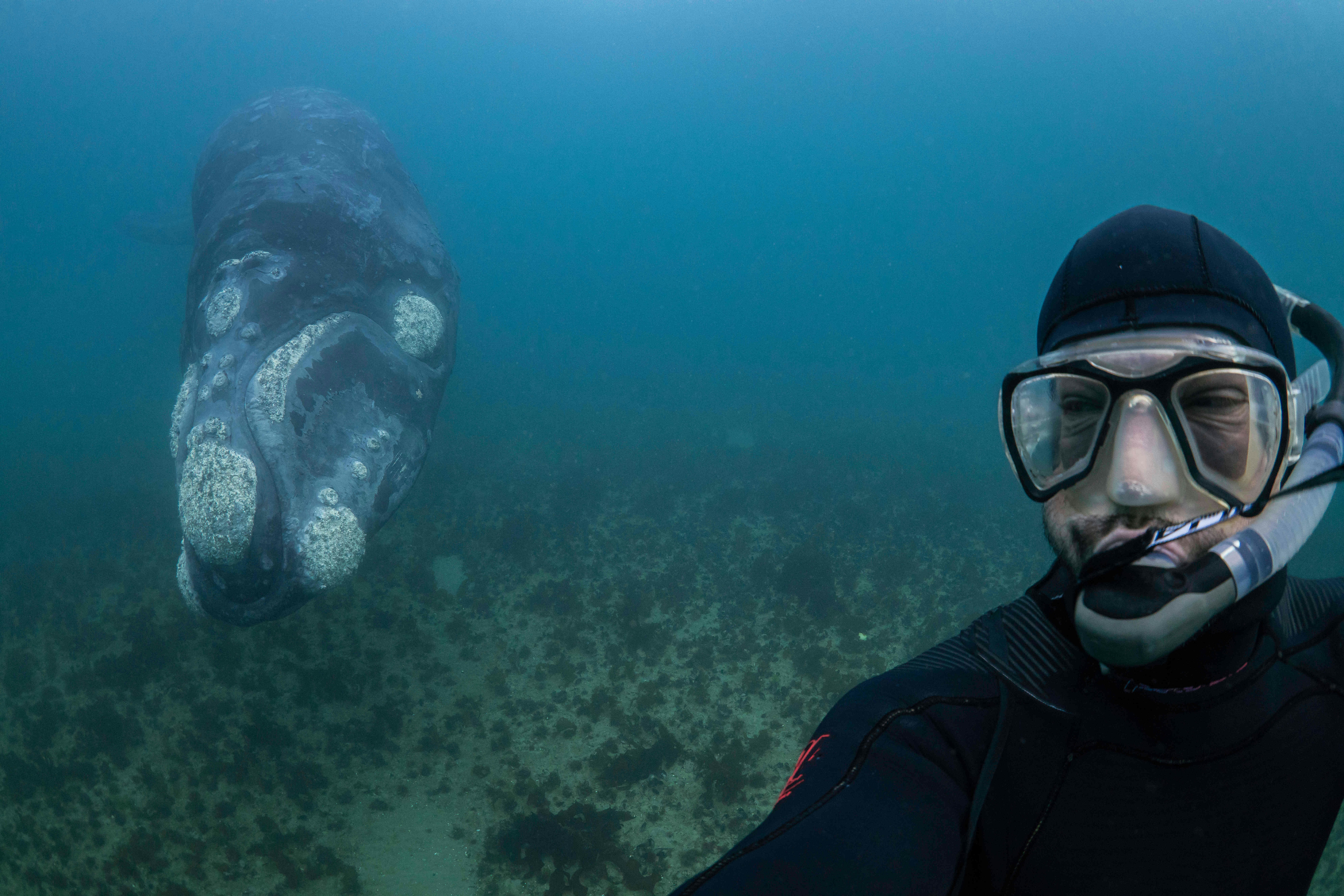 A diver takes a picture of himself next to a huge southern right whale that is swimming along the bottom of the ocean; the head of the whale is encrusted with barnacles.