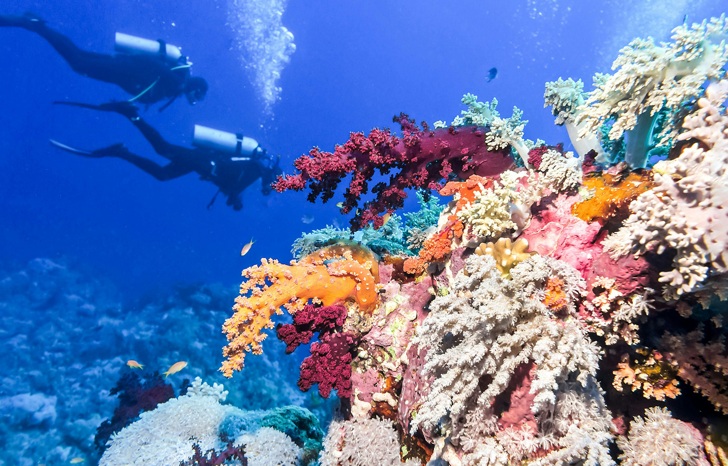 Two divers, with bubbles flowing upward from them, descend behind a coral garden of numerous colours.