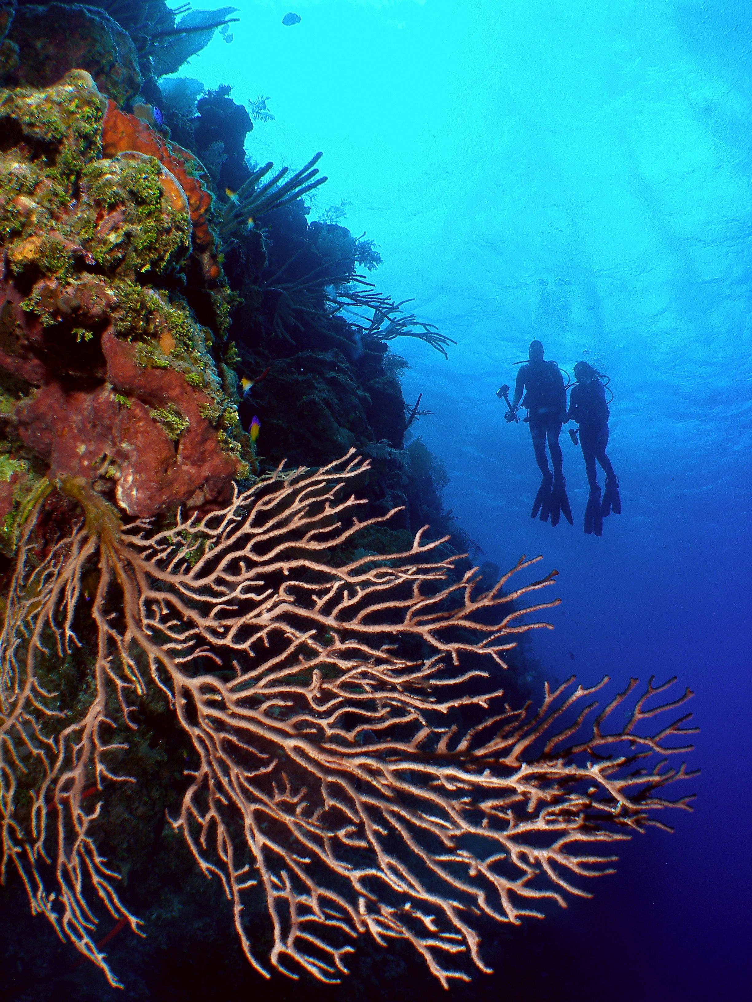 Two divers float vertically, almost silhouetted against the bright blue sea, next to a near vertical wall of colourful corals.