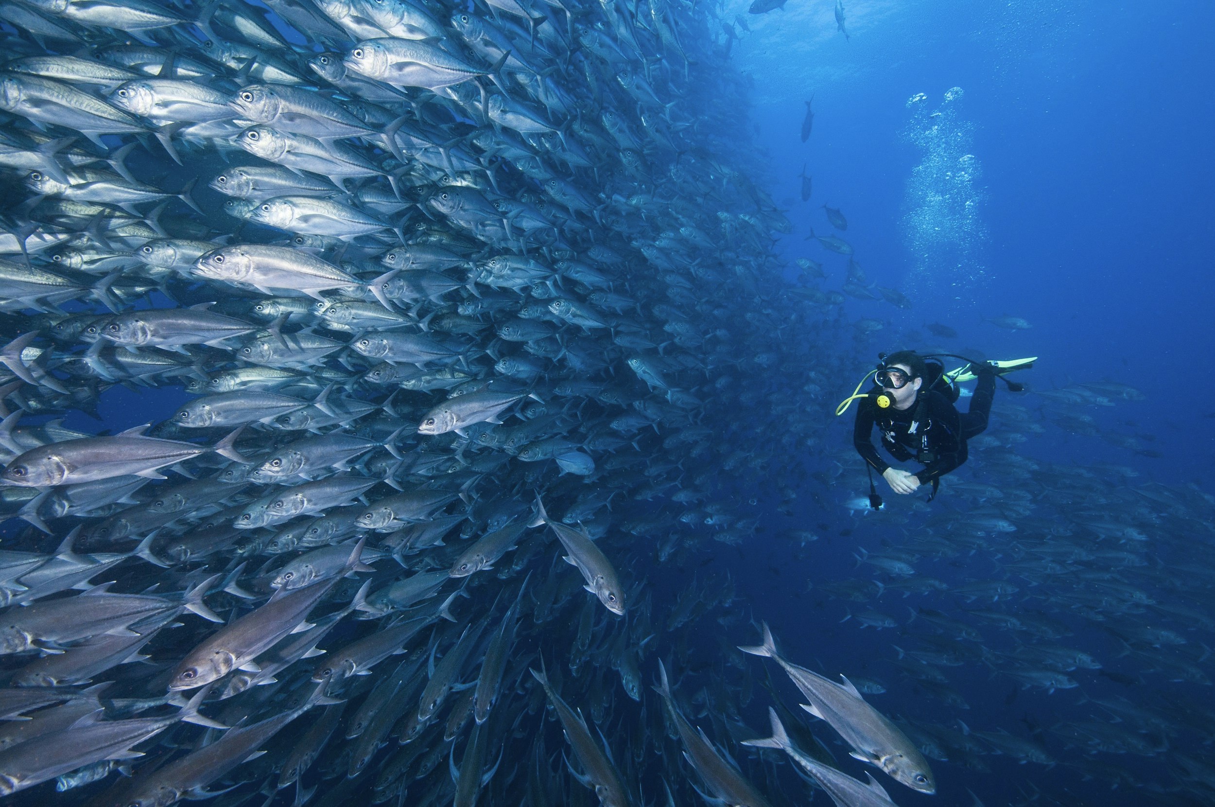 A scuba diver swimming past a wall of jacks (silver fish) within deep blue waters