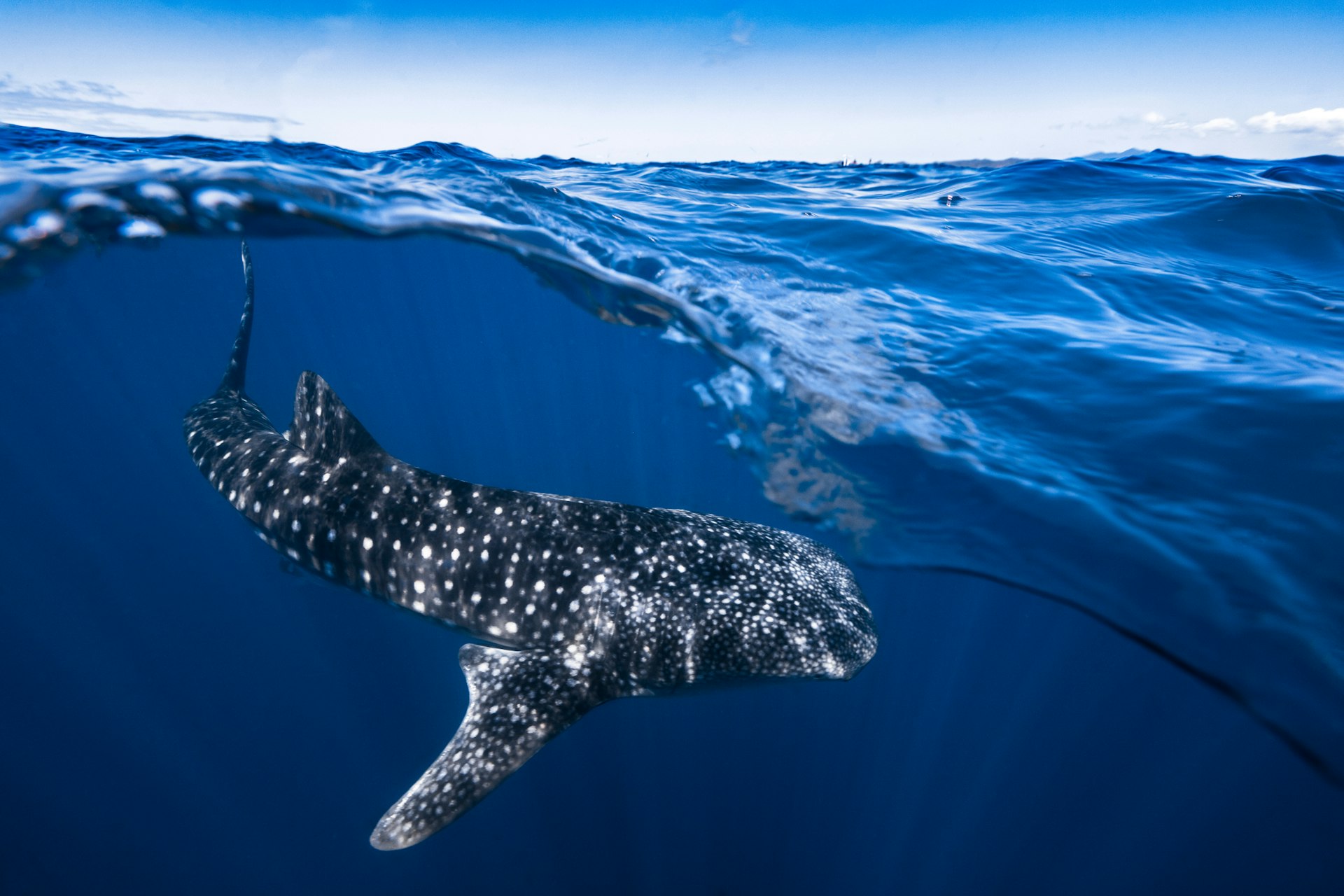 An image that looks both above and below the water, shows a large whale shark swimming just below the surface.